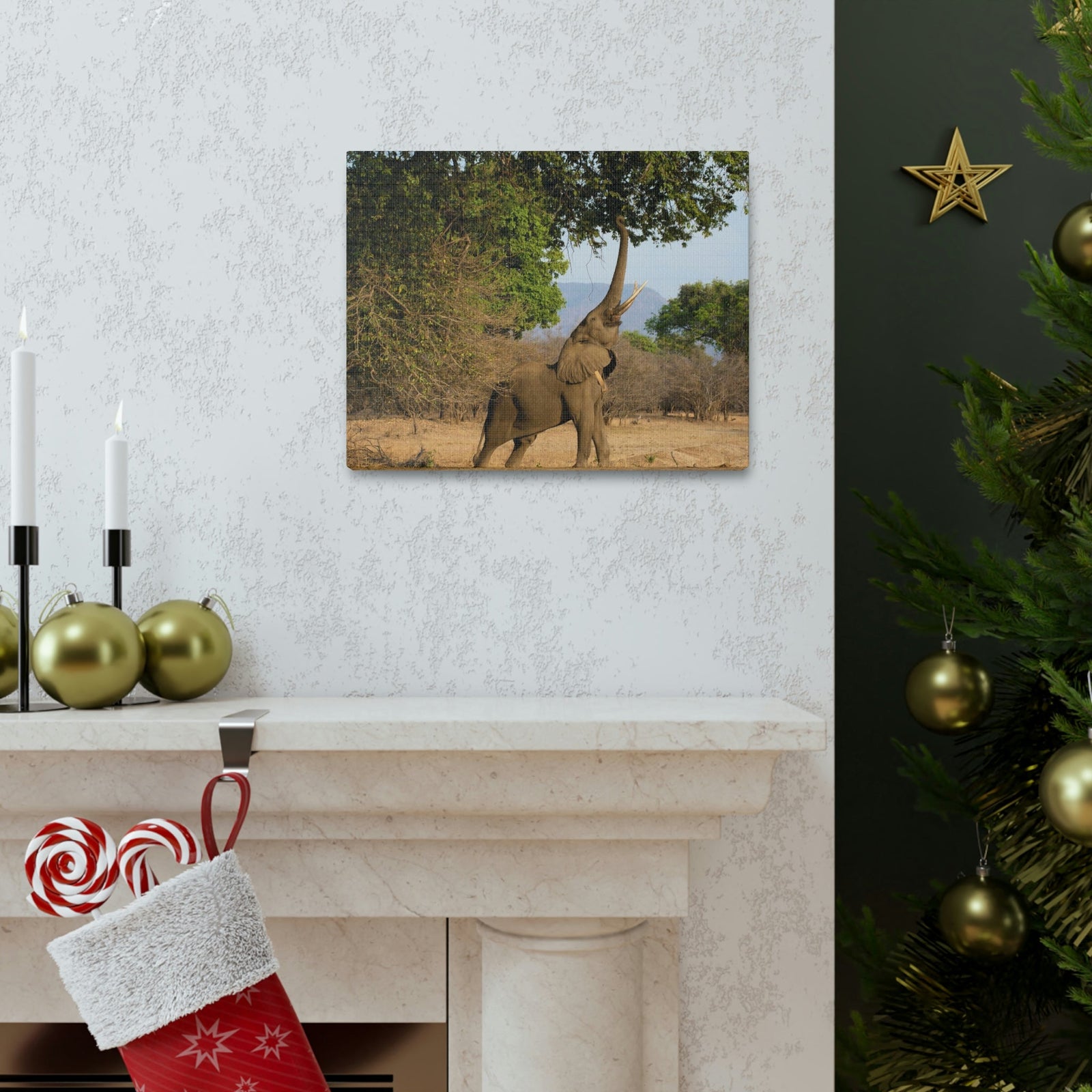 African Elephant Reaching Food Using Trunk Hungry African Elephant Outdoor Wall Art Ready to Hang Unframed-Express Your Love Gifts