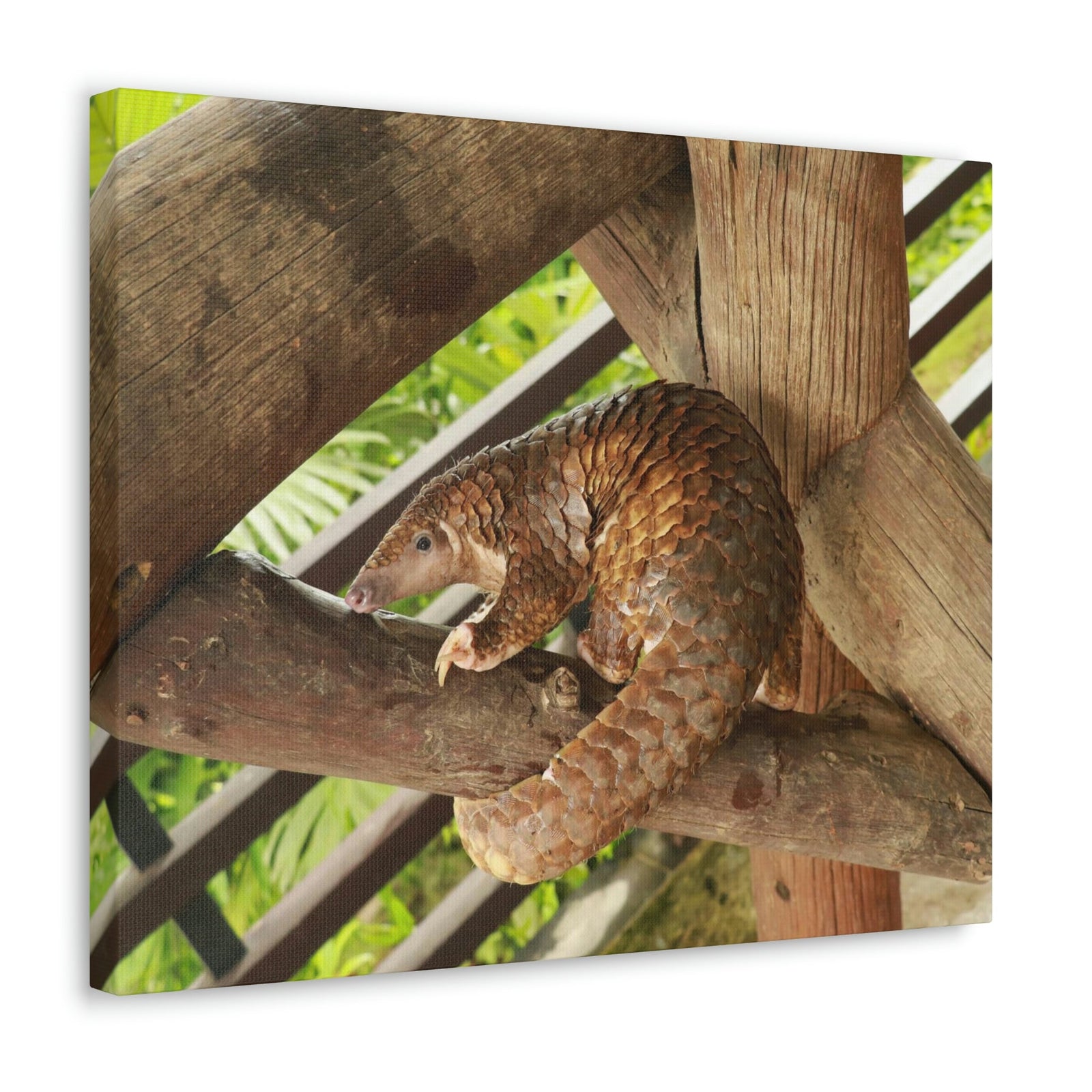 African Tree Pangolin Hanging On The Tree Staring African Tree Pangolin Outdoor Wall Art Ready To Hang Unframed-Express Your Love Gifts