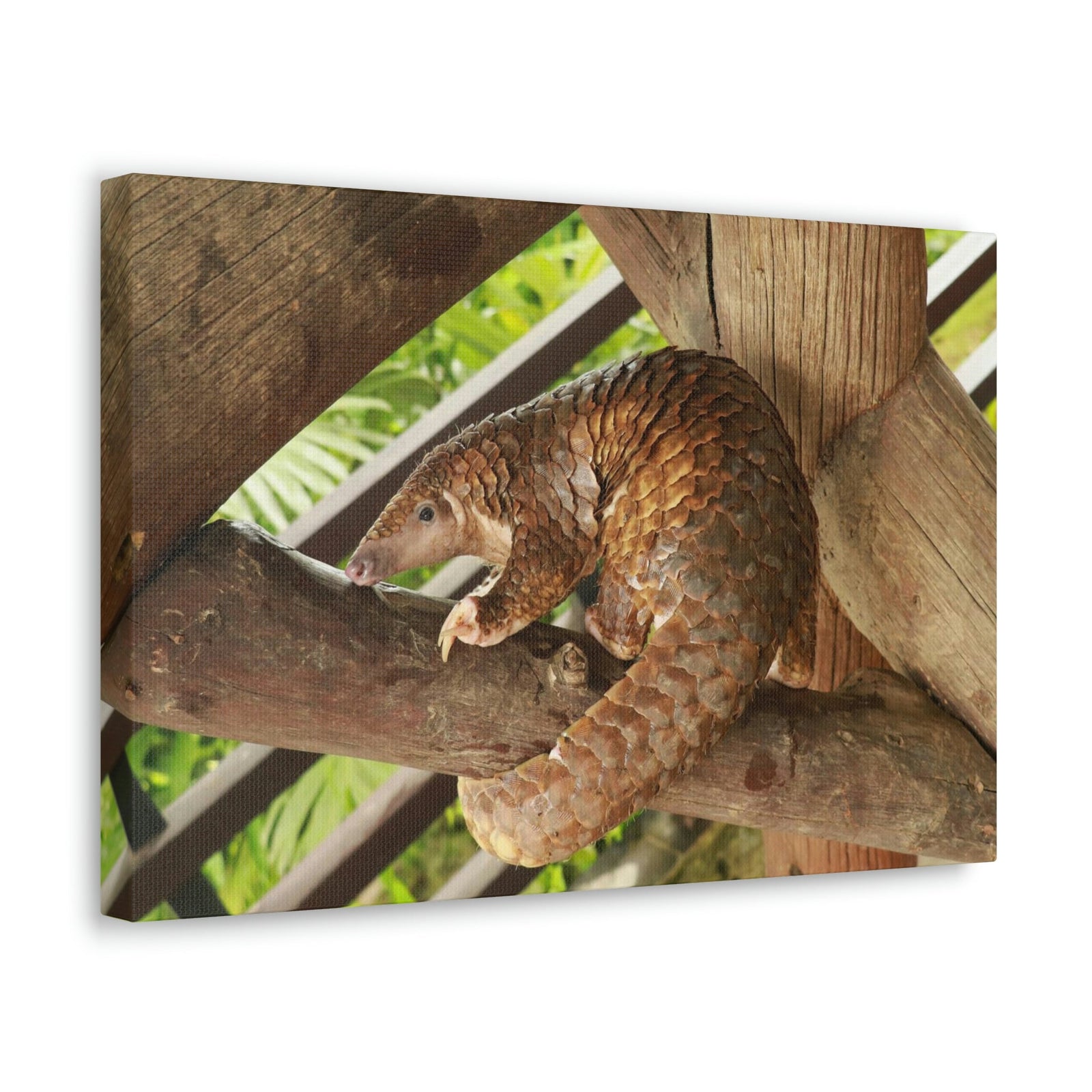 African Tree Pangolin Hanging On The Tree Staring African Tree Pangolin Outdoor Wall Art Ready To Hang Unframed-Express Your Love Gifts