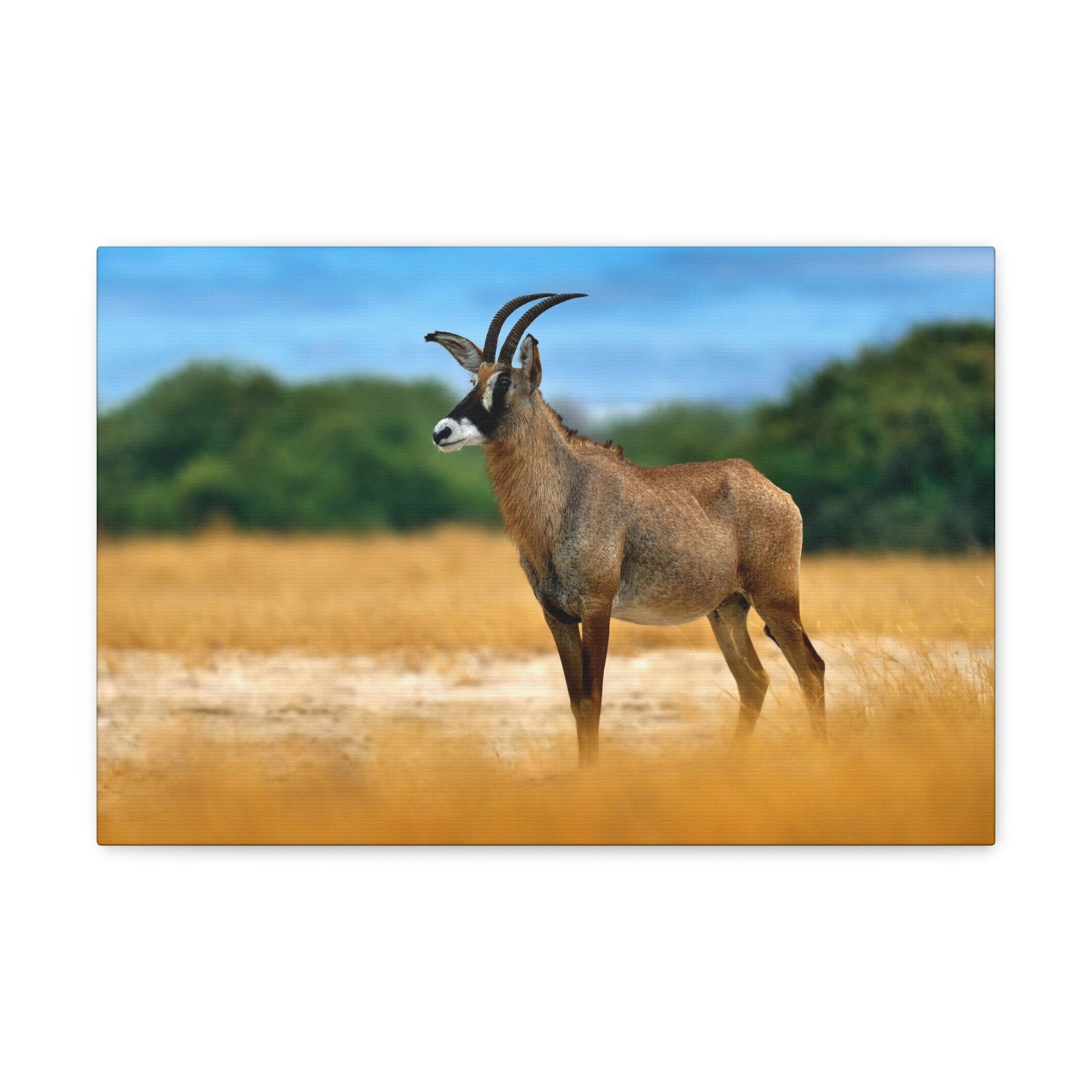 Antelope In Mountain Background Antelope In Grass Outside Wall Art Ready To Hang Unframed-Express Your Love Gifts