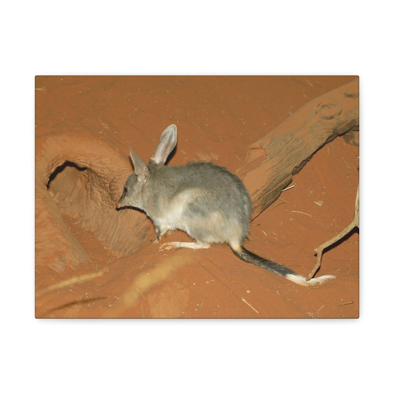 Scripture Walls Bandicoot Hiding Print Animal Wall Art Wildlife Canvas Prints Wall Art Ready to Hang Unframed-Express Your Love Gifts