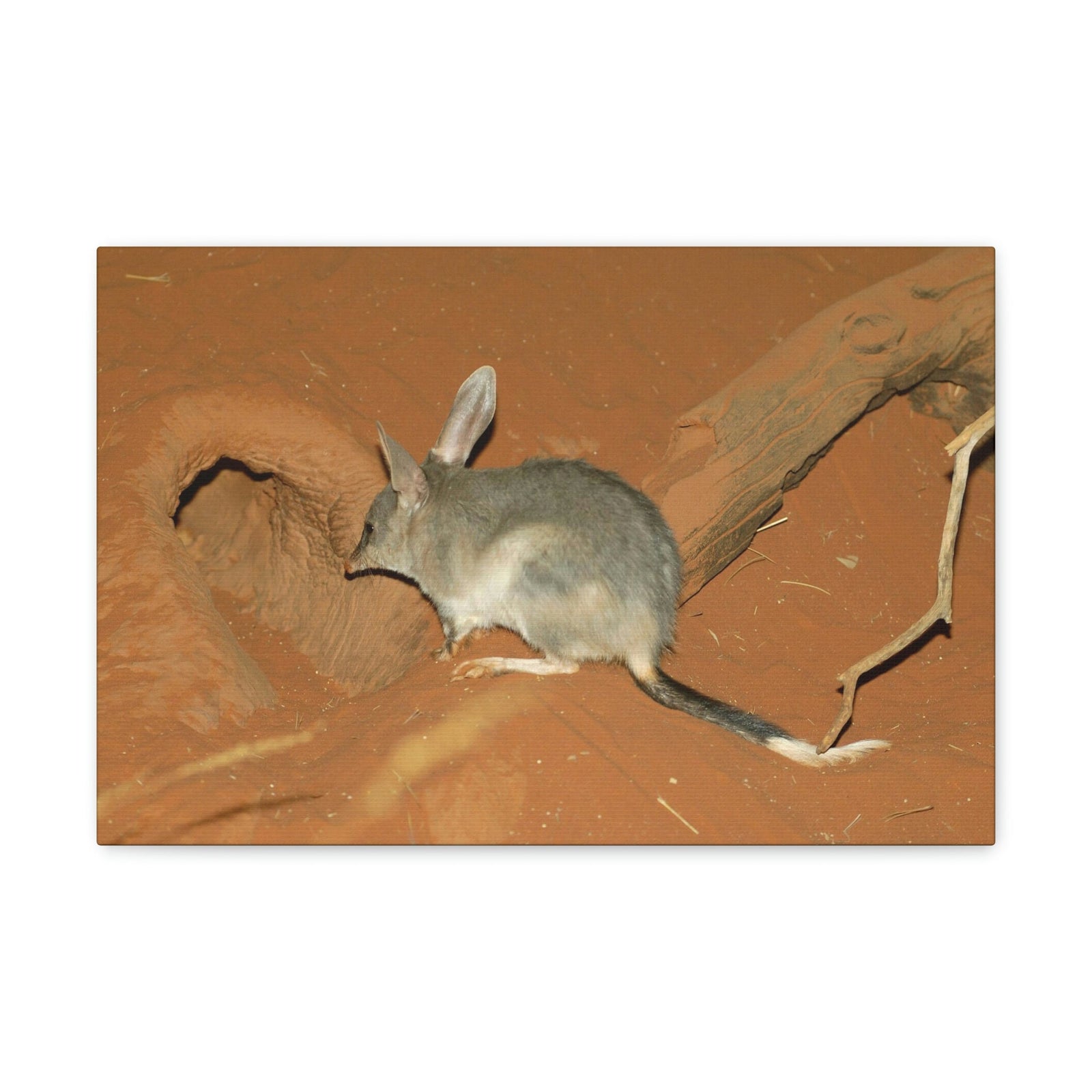 Scripture Walls Bandicoot Hiding Print Animal Wall Art Wildlife Canvas Prints Wall Art Ready to Hang Unframed-Express Your Love Gifts