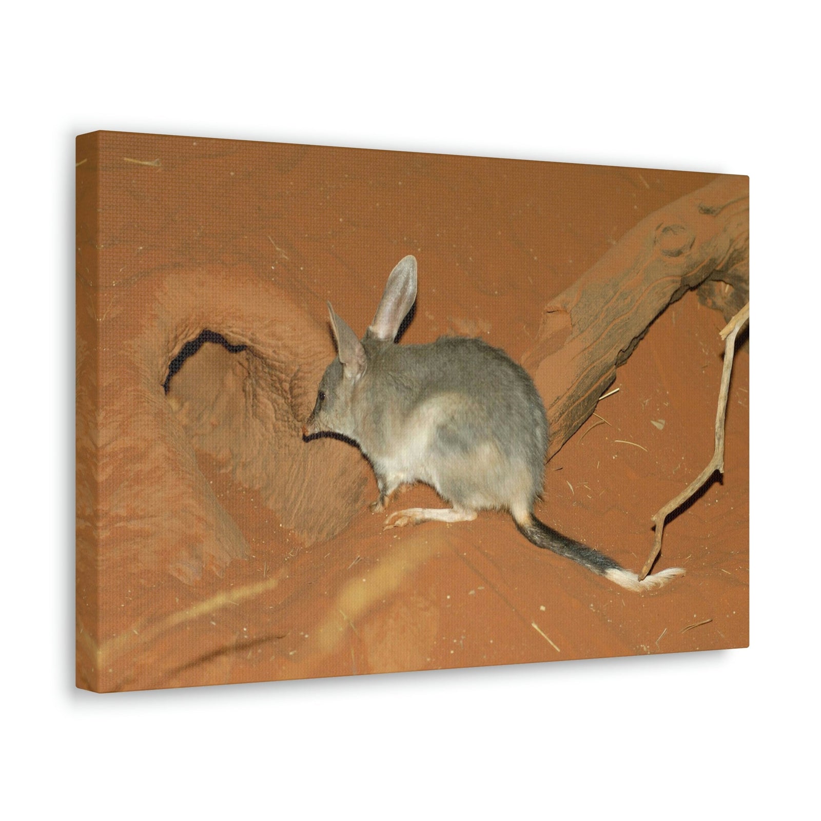 Scripture Walls Bandicoot Hiding Print Animal Wall Art Wildlife Canvas Prints Wall Art Ready to Hang Unframed-Express Your Love Gifts