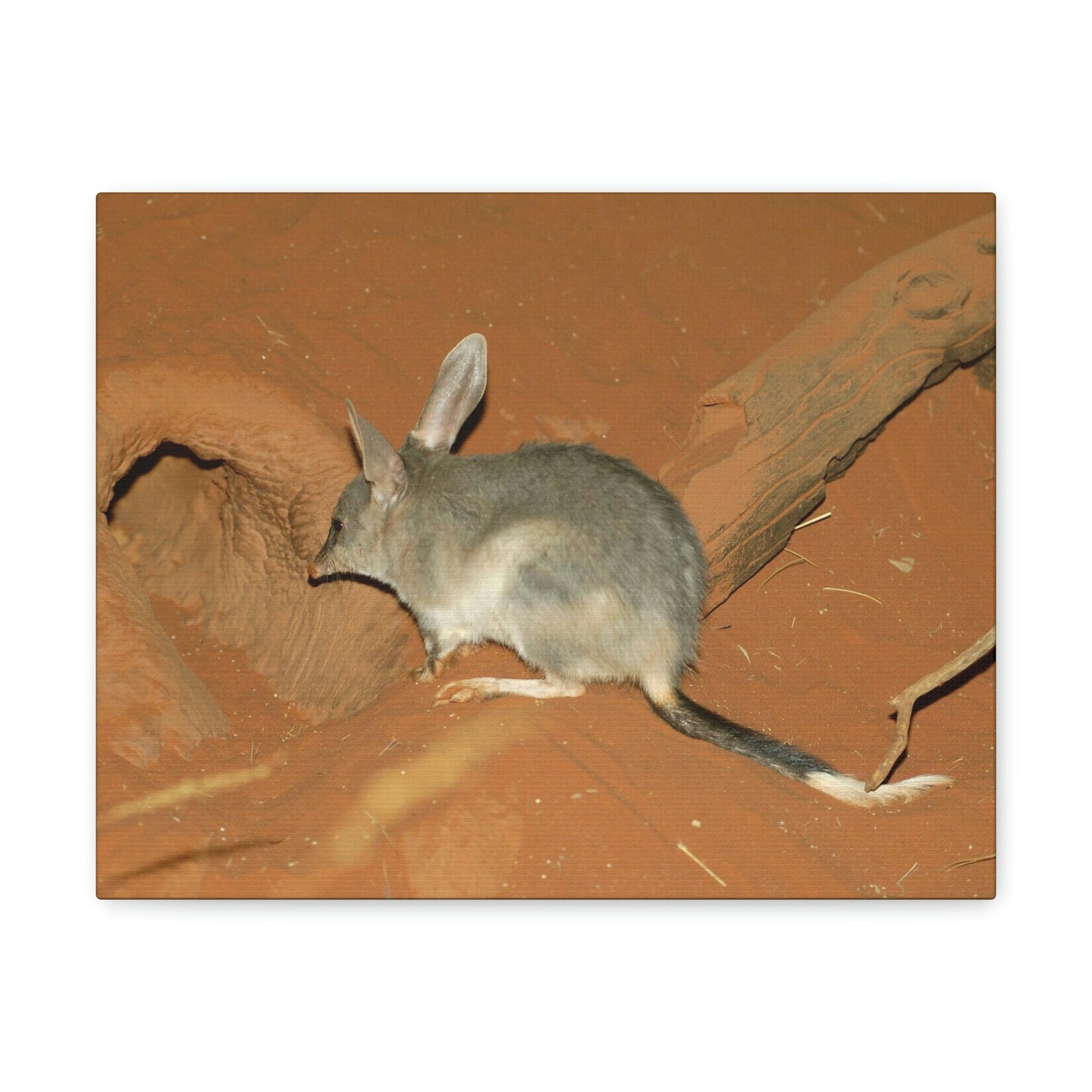 Scripture Walls Bandicoot Hiding Print Animal Wall Art Wildlife Canvas Prints Wall Art Ready to Hang Unframed-Express Your Love Gifts