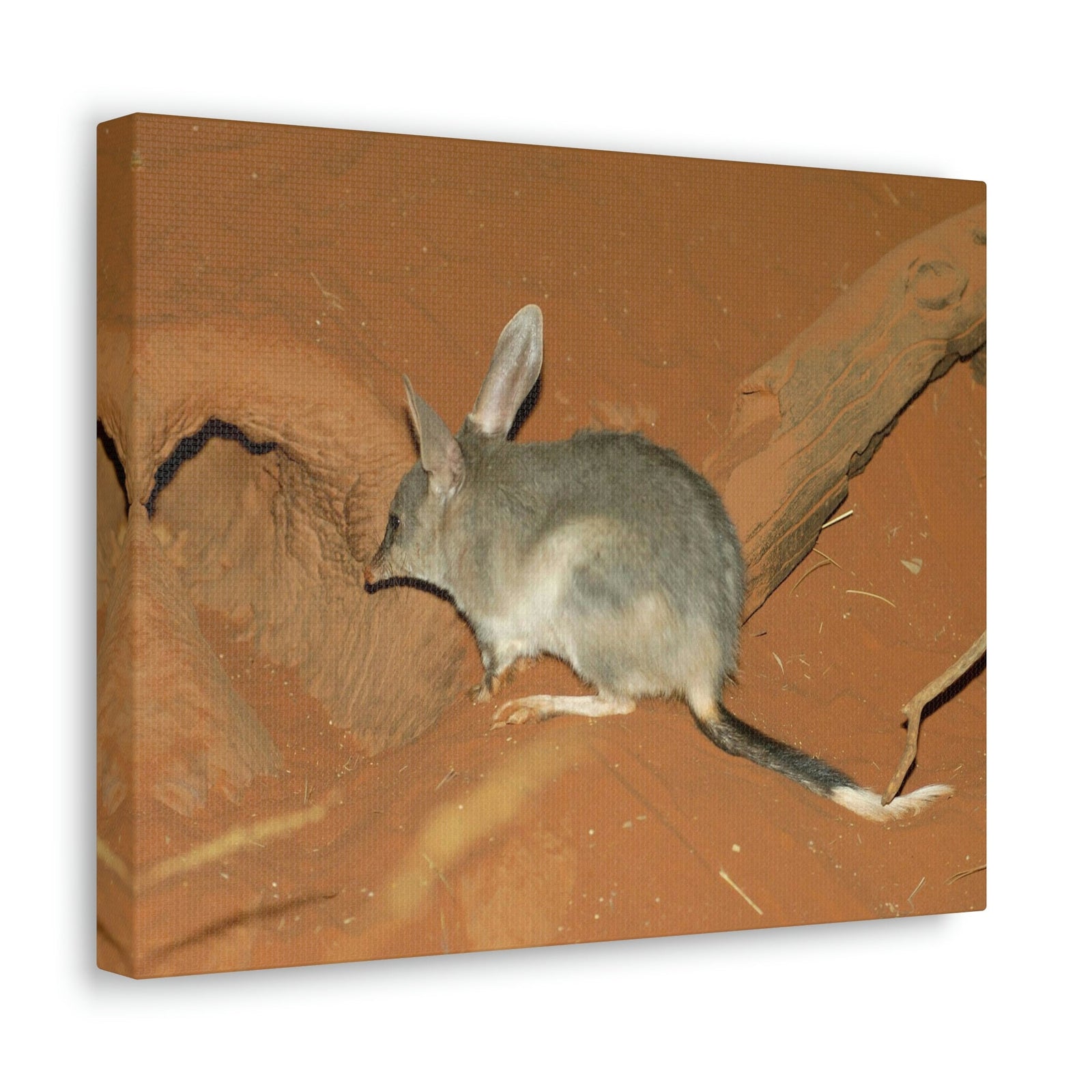 Scripture Walls Bandicoot Hiding Print Animal Wall Art Wildlife Canvas Prints Wall Art Ready to Hang Unframed-Express Your Love Gifts