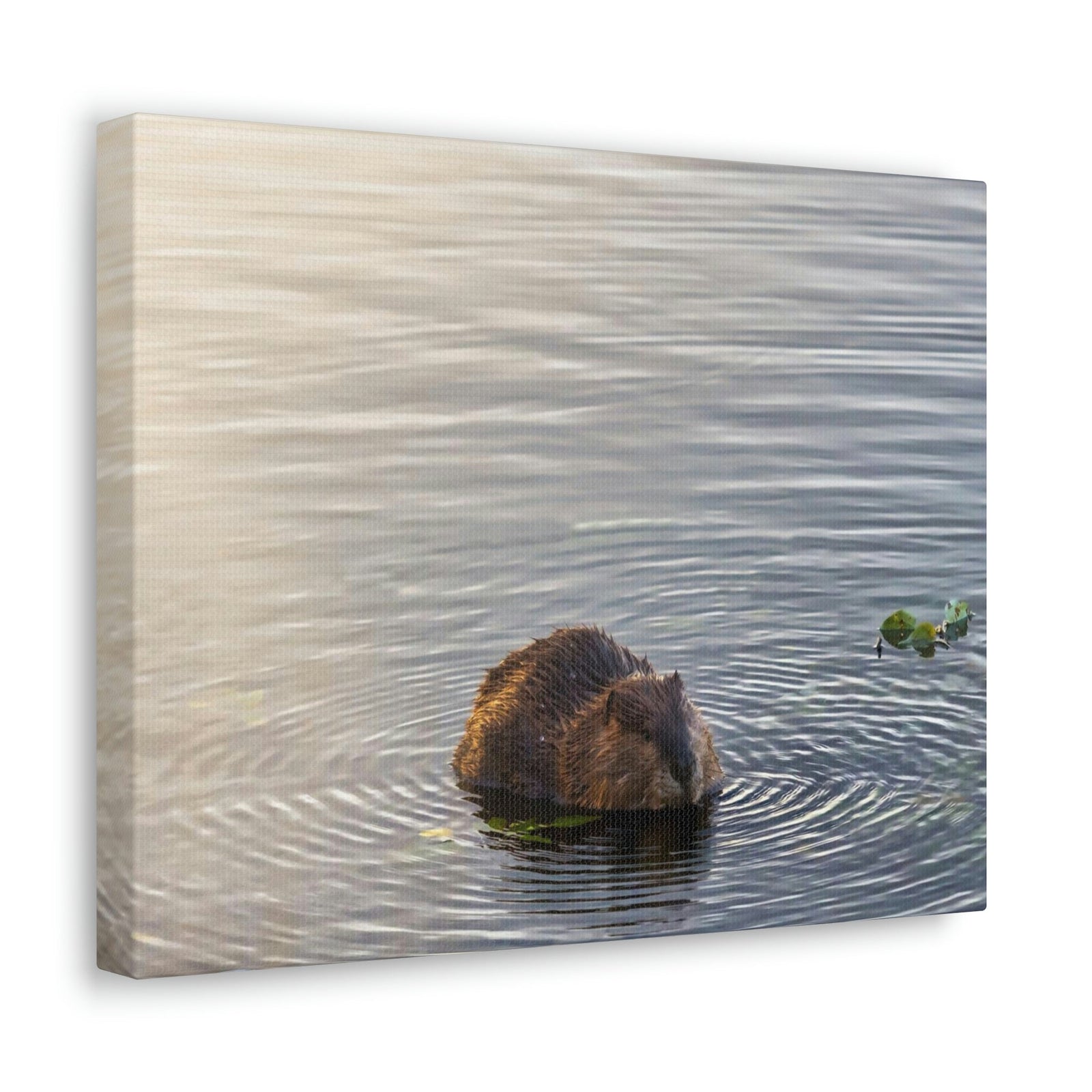 Scripture Walls Beaver Hunting Beaver on Hunt Print Animal Wall Art Wildlife Canvas Prints Wall Art Ready to Hang Unframed-Express Your Love Gifts