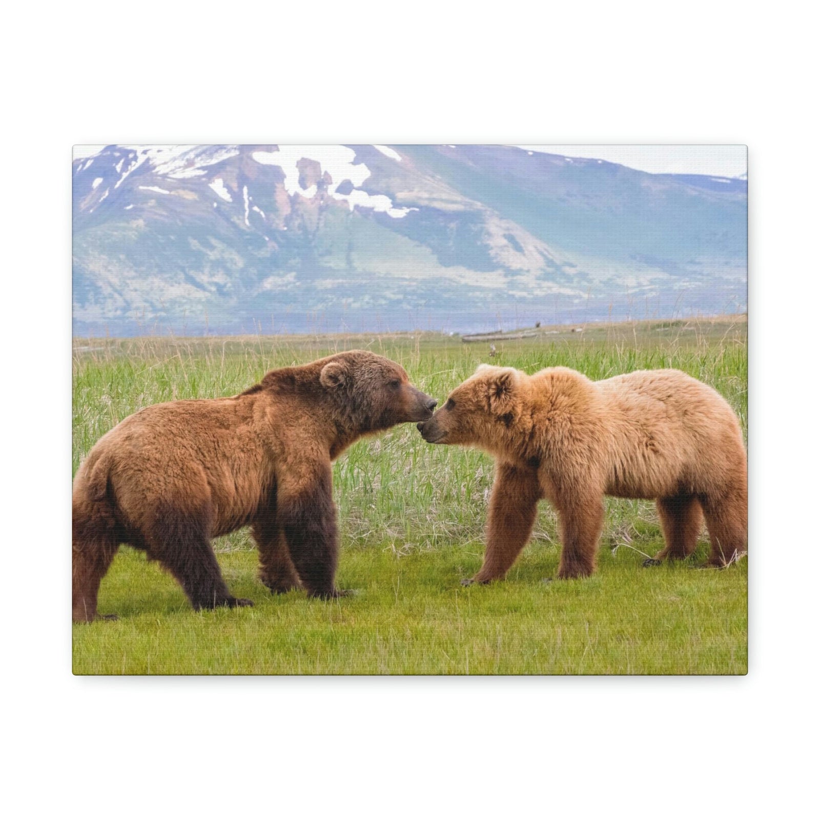 Scripture Walls Brown Bear Couple Brown Bear Troop Print Animal Wall Art Wildlife Canvas Prints Wall Art Ready to Hang Unframed-Express Your Love Gifts