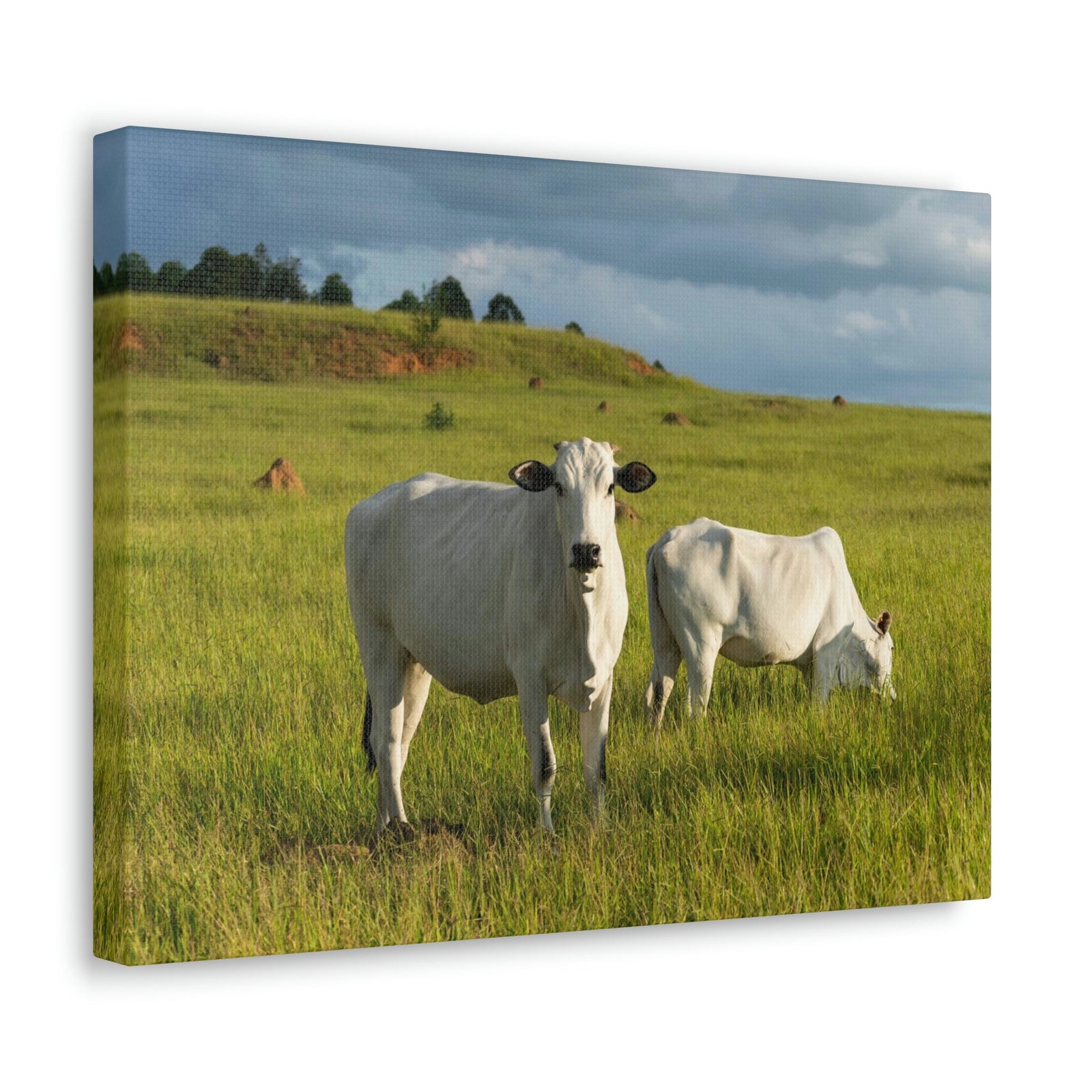 Scripture Walls Cattle Couple Cattle Troop Print Animal Wall Art Wildlife Canvas Prints Wall Art Ready to Hang Unframed-Express Your Love Gifts