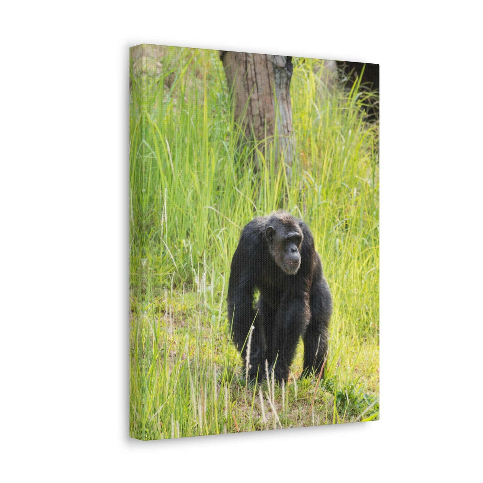 Scripture Walls Chimpanzee Hunting Chimpanzee on Hunt Print Animal Wall Art Wildlife Canvas Prints Wall Art Ready to Hang Unframed-Express Your Love Gifts