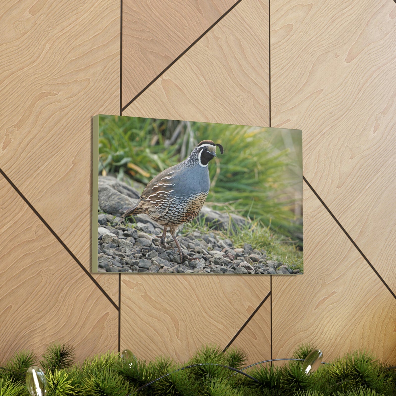 Scripture Walls Close Up Shot of Califonia Quail Art Majestic Rooster Print Animal Wall Art Wildlife Canvas Prints Wall Art Ready to Hang Unframed-Express Your Love Gifts