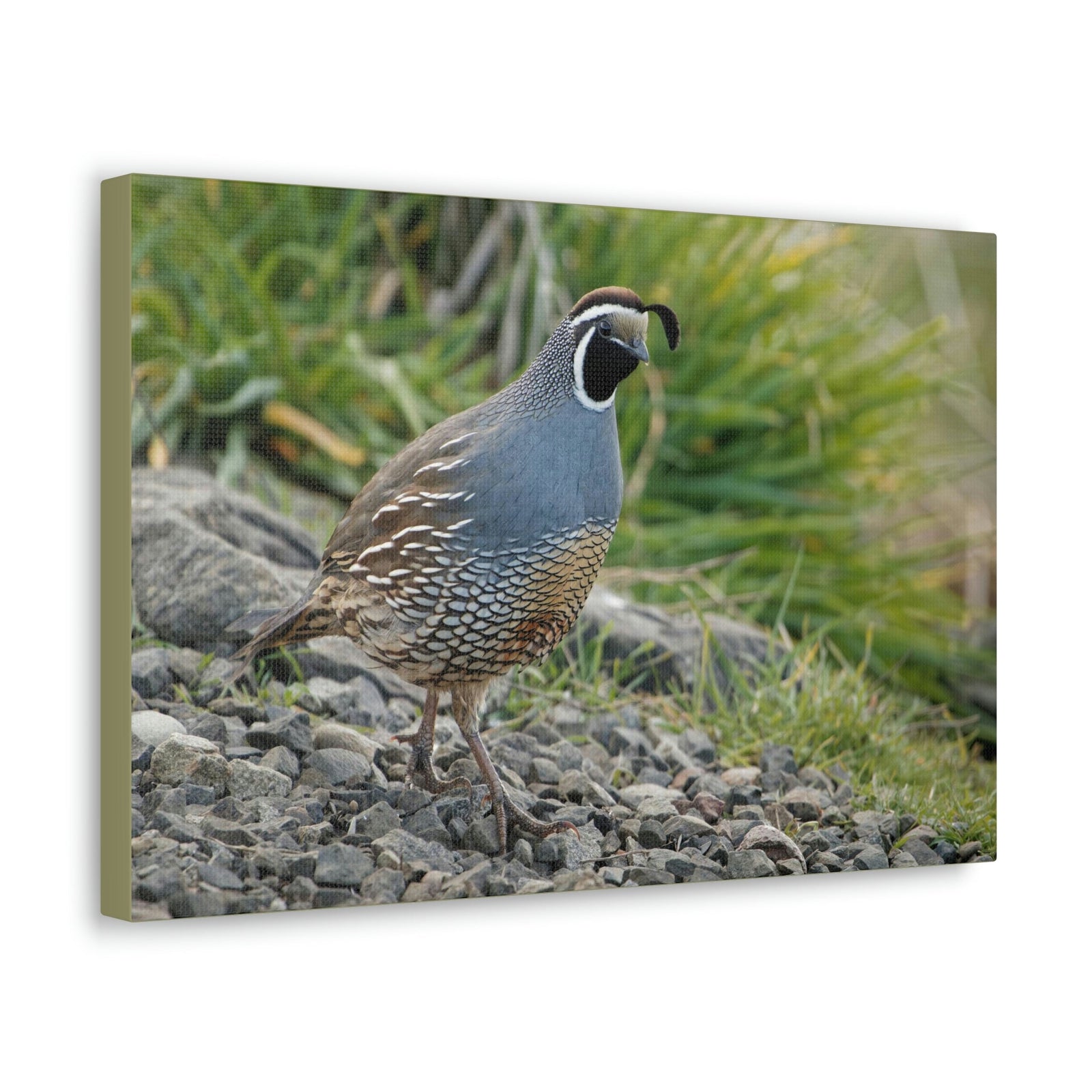 Scripture Walls Close Up Shot of Califonia Quail Art Majestic Rooster Print Animal Wall Art Wildlife Canvas Prints Wall Art Ready to Hang Unframed-Express Your Love Gifts