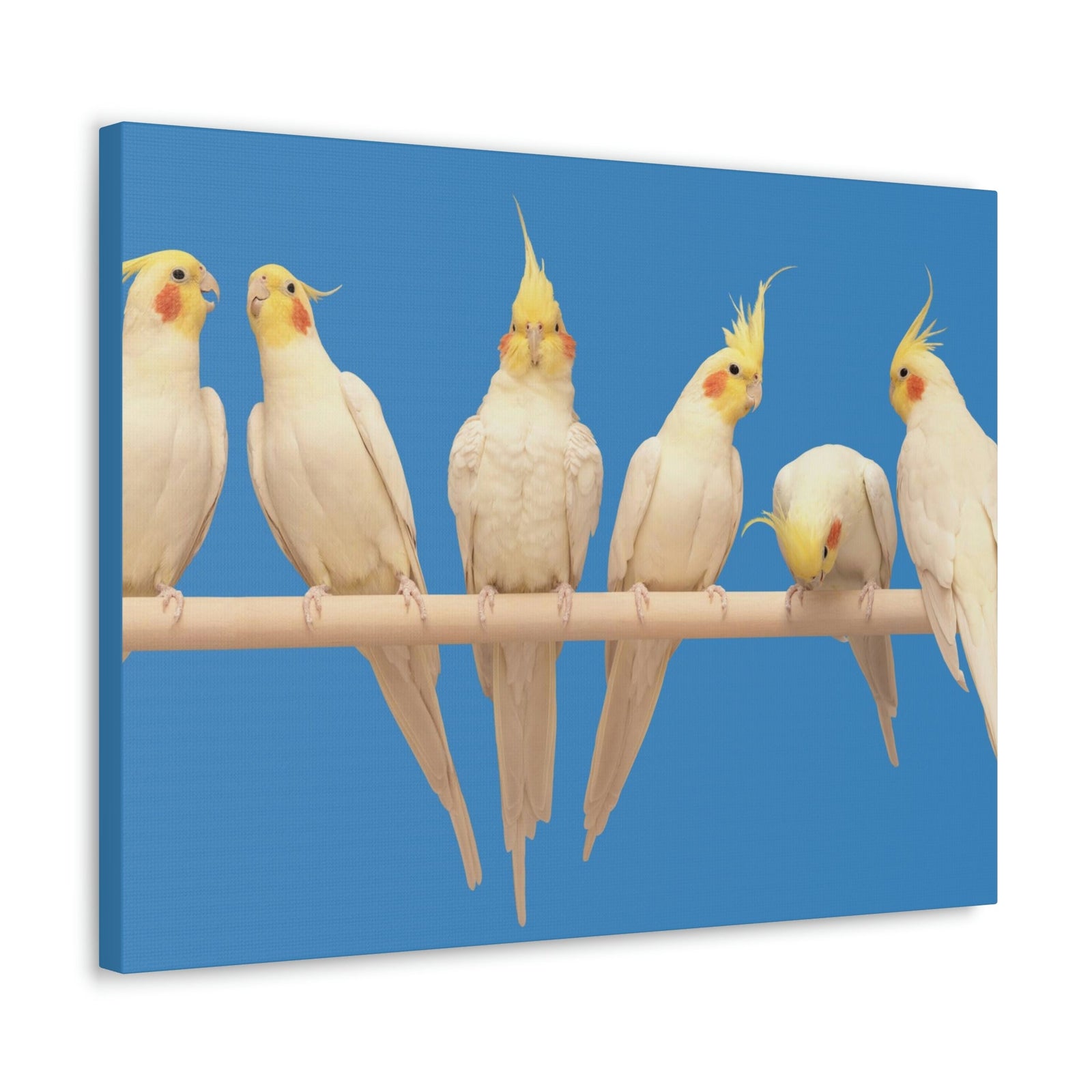 Scripture Walls Cockatiel Couple Cockatiel Troop Print Animal Wall Art Wildlife Canvas Prints Wall Art Ready to Hang Unframed-Express Your Love Gifts
