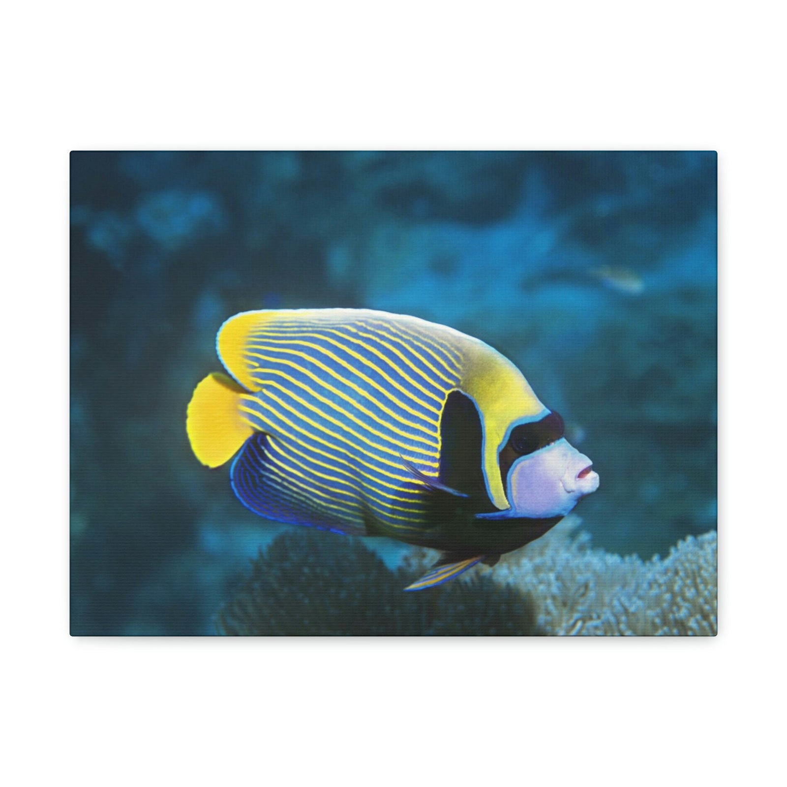 Colorful Angel Fish Glow In The Dark Angel Fish Inside Wall Art Ready To Hang Unframed-Express Your Love Gifts