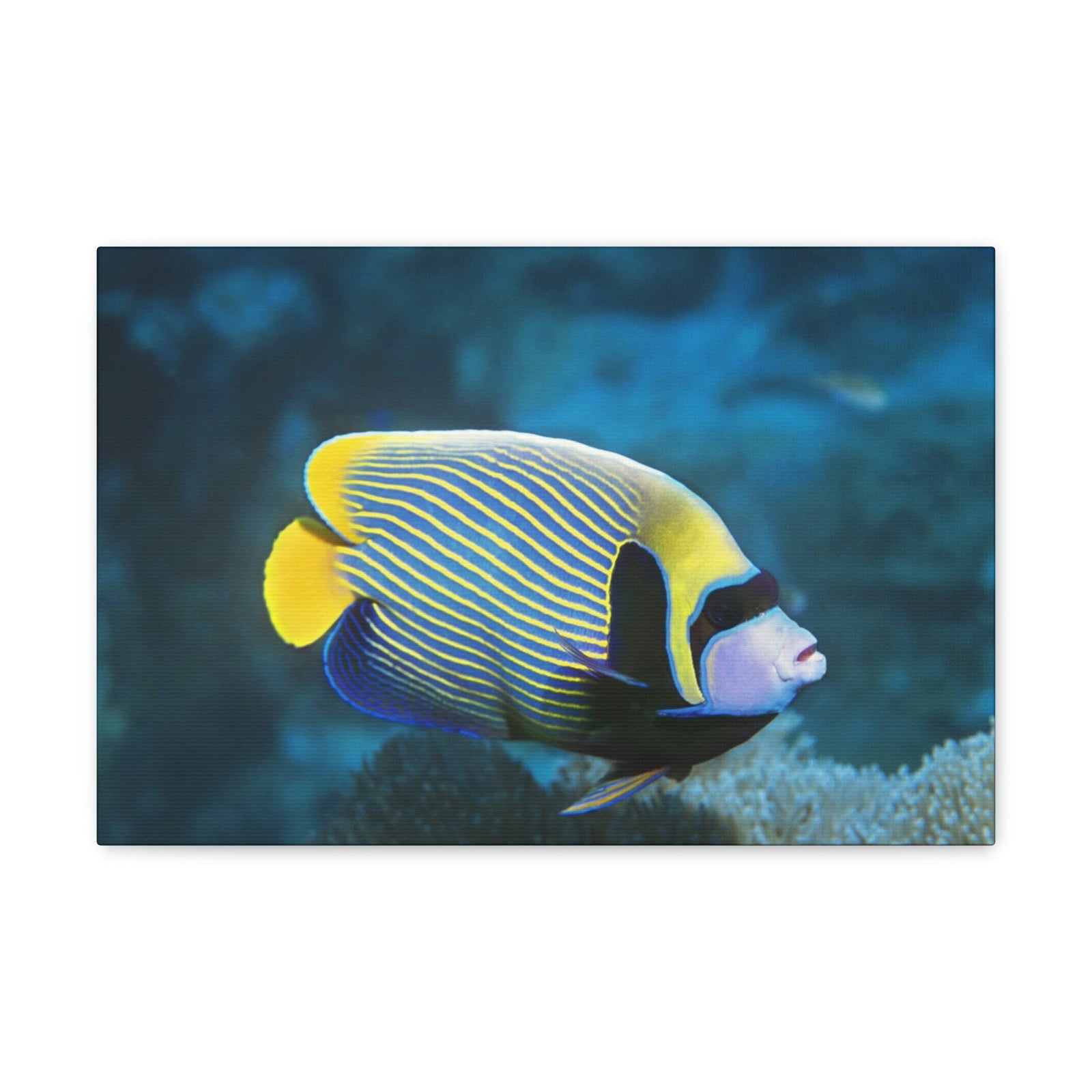 Colorful Angel Fish Glow In The Dark Angel Fish Inside Wall Art Ready To Hang Unframed-Express Your Love Gifts