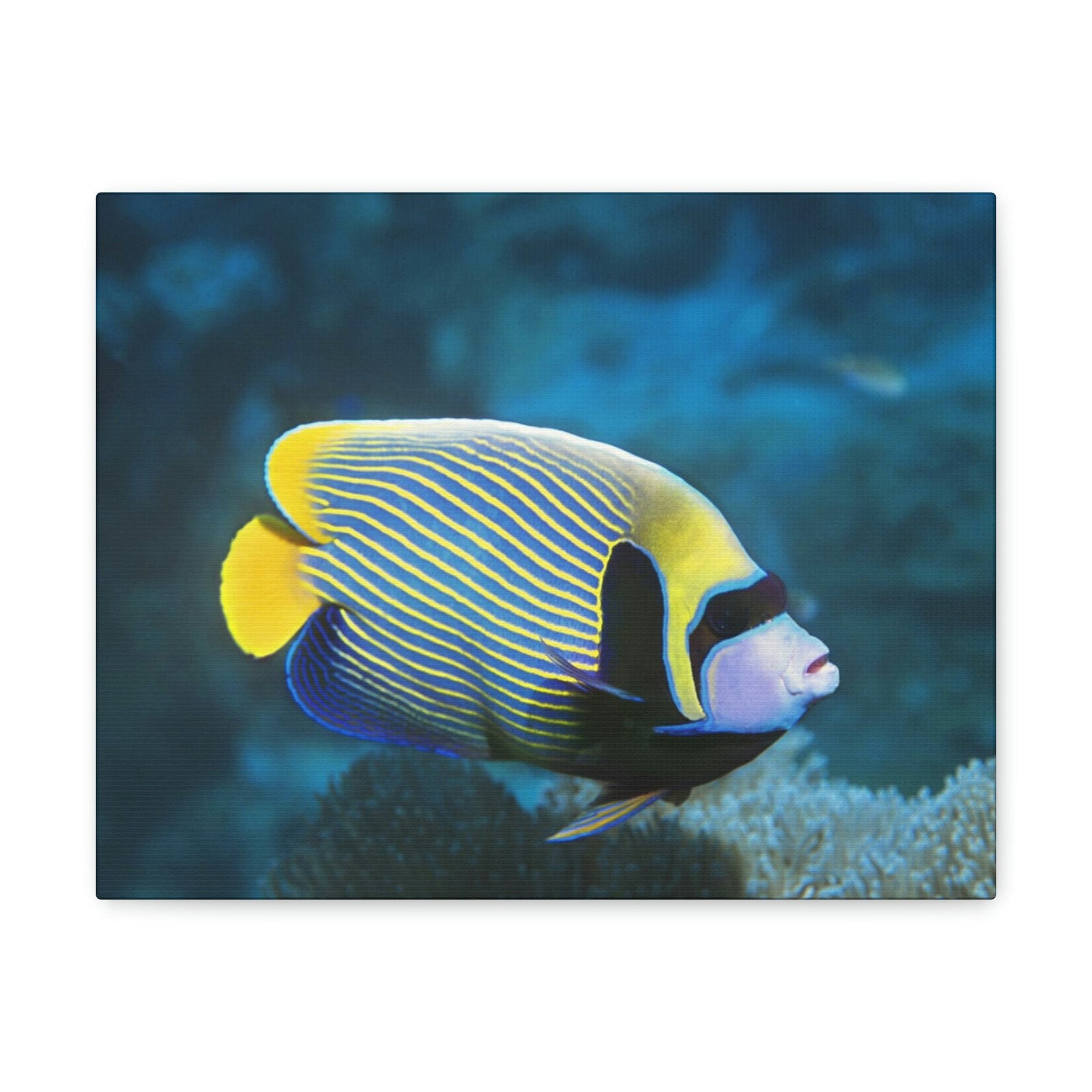 Colorful Angel Fish Glow In The Dark Angel Fish Inside Wall Art Ready To Hang Unframed-Express Your Love Gifts