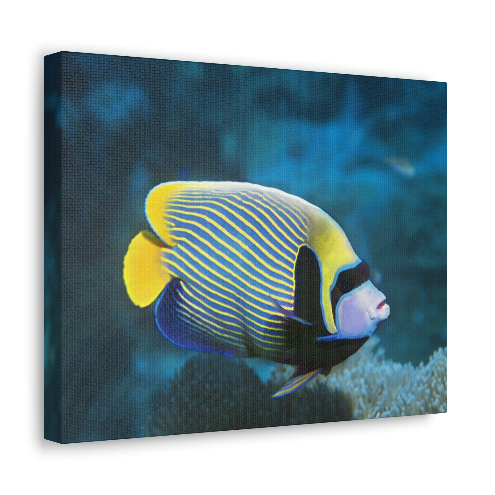 Colorful Angel Fish Glow In The Dark Angel Fish Inside Wall Art Ready To Hang Unframed-Express Your Love Gifts