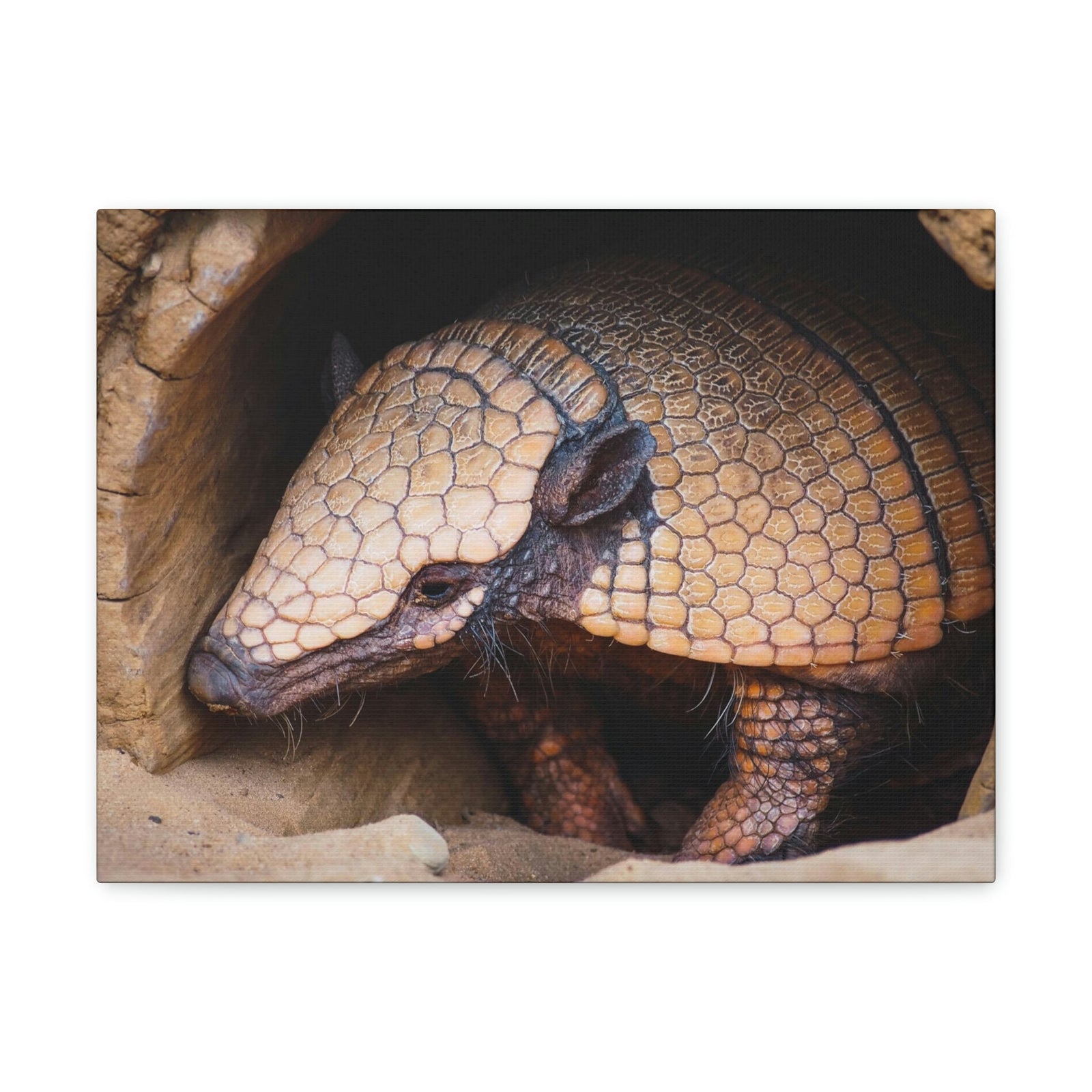 Coming Out Armadillo Portrait of Hairy Armadillo Wall Art Ready To Hang Unframed-Express Your Love Gifts