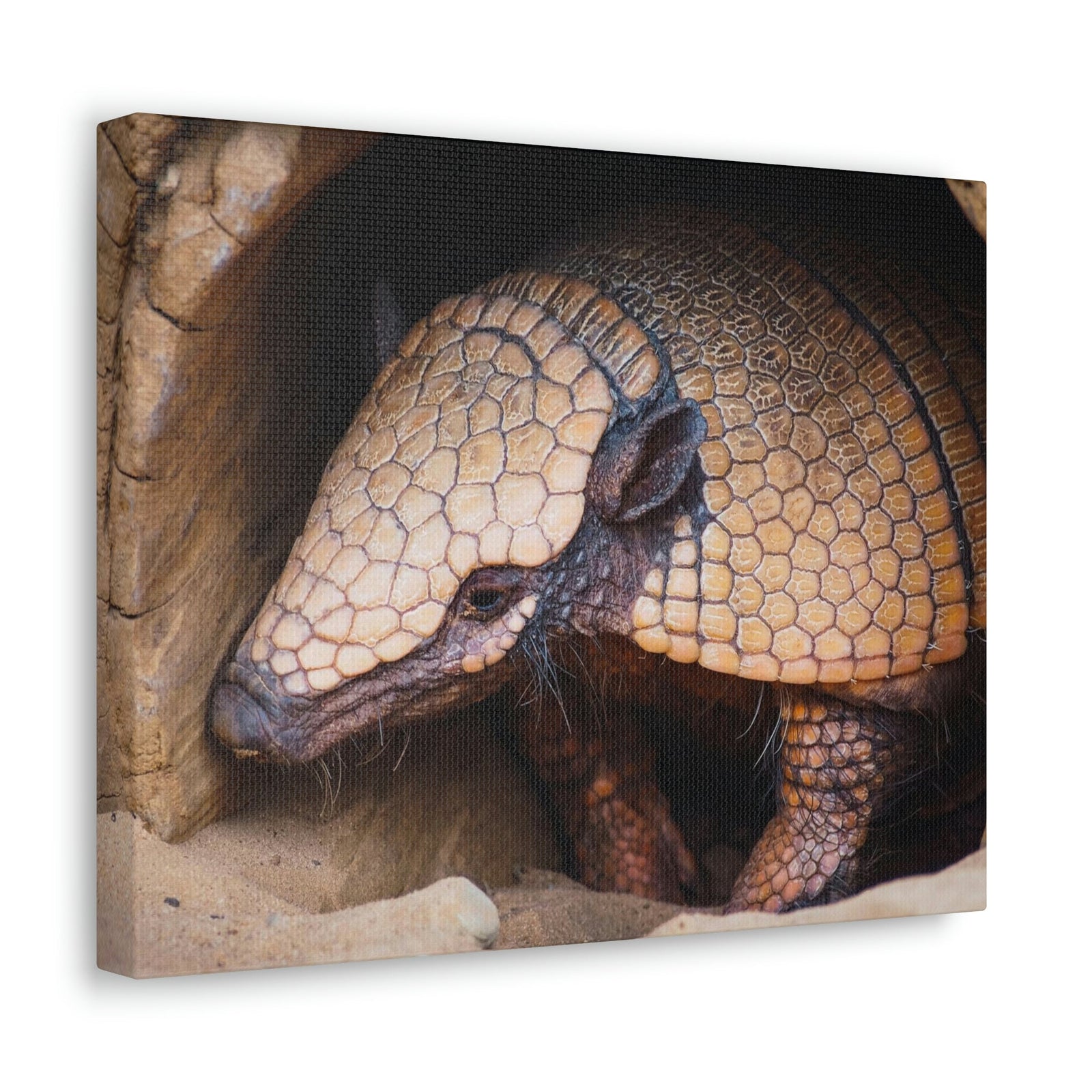 Coming Out Armadillo Portrait of Hairy Armadillo Wall Art Ready To Hang Unframed-Express Your Love Gifts