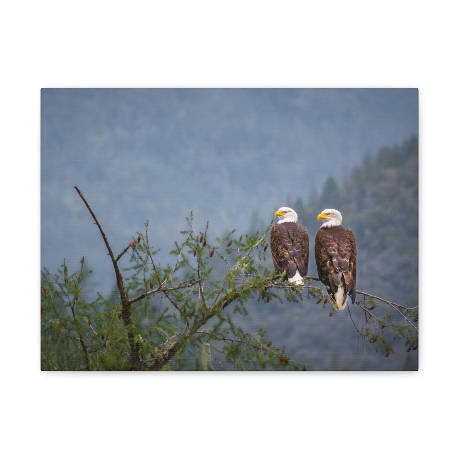 Scripture Walls Couple of Bald Eagle on a Tree Limb Print Animal Wall Art Wildlife Canvas Prints Wall Art Ready to Hang Unframed-Express Your Love Gifts