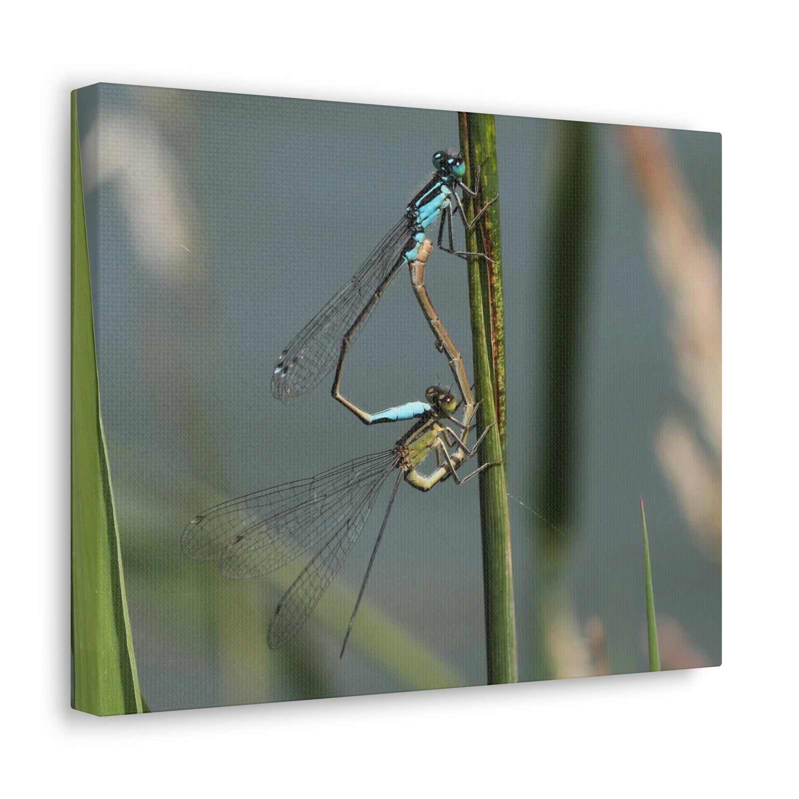 Scripture Walls Couple of Dragonfly on a Plant Print Animal Wall Art Wildlife Canvas Prints Wall Art Ready to Hang Unframed-Express Your Love Gifts