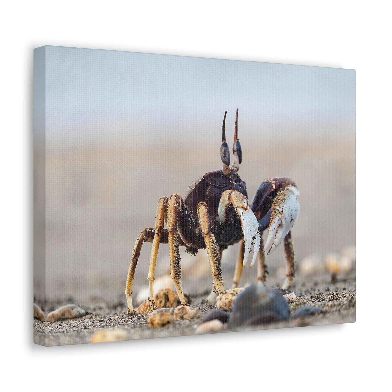 Scripture Walls Crab Hunting Crab on Hunt Print Animal Wall Art Wildlife Canvas Prints Wall Art Ready to Hang Unframed-Express Your Love Gifts