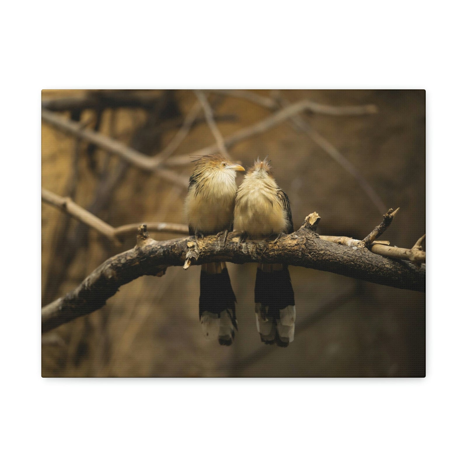 Scripture Walls Cuckoo Bird Couple Sitting on a Tree Branch Print Animal Wall Art Wildlife Canvas Prints Wall Art Ready to Hang Unframed-Express Your Love Gifts