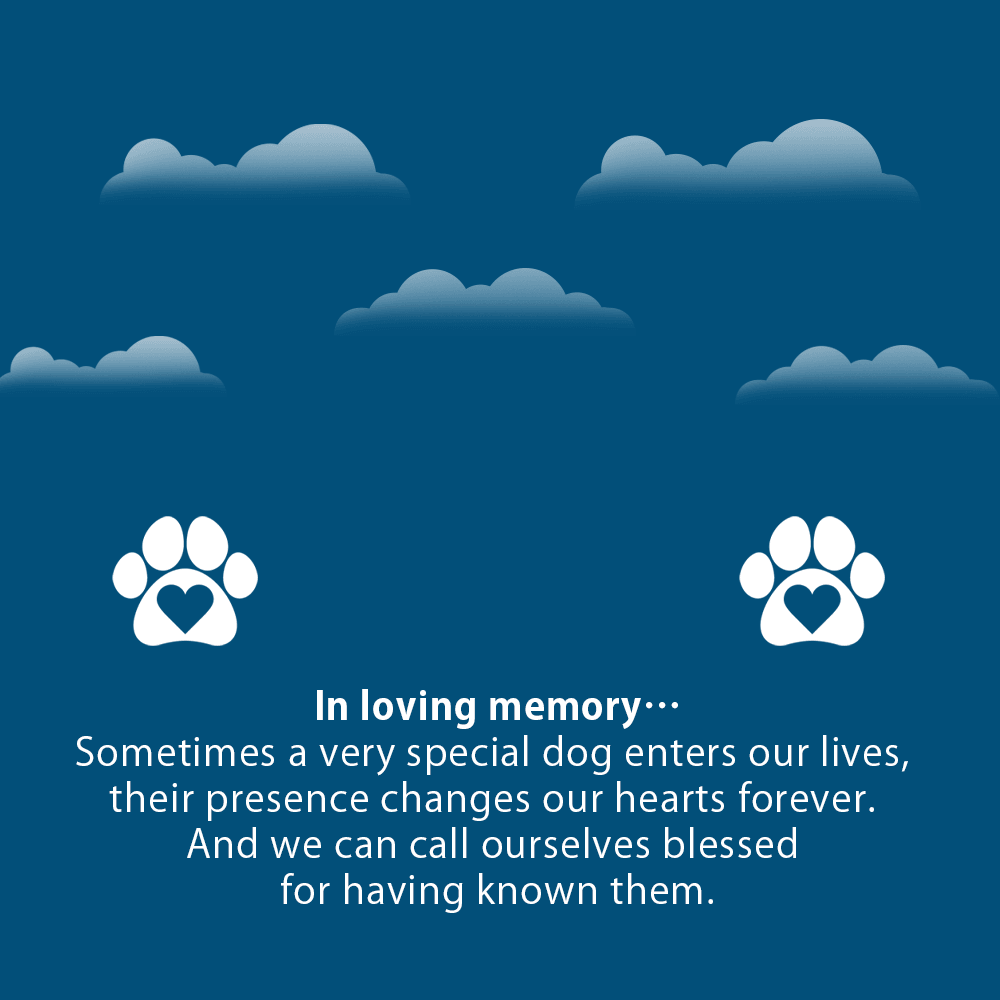 Dog Memorial In Loving Memory Cross Card Necklace w Stainless Steel Pendant-Express Your Love Gifts