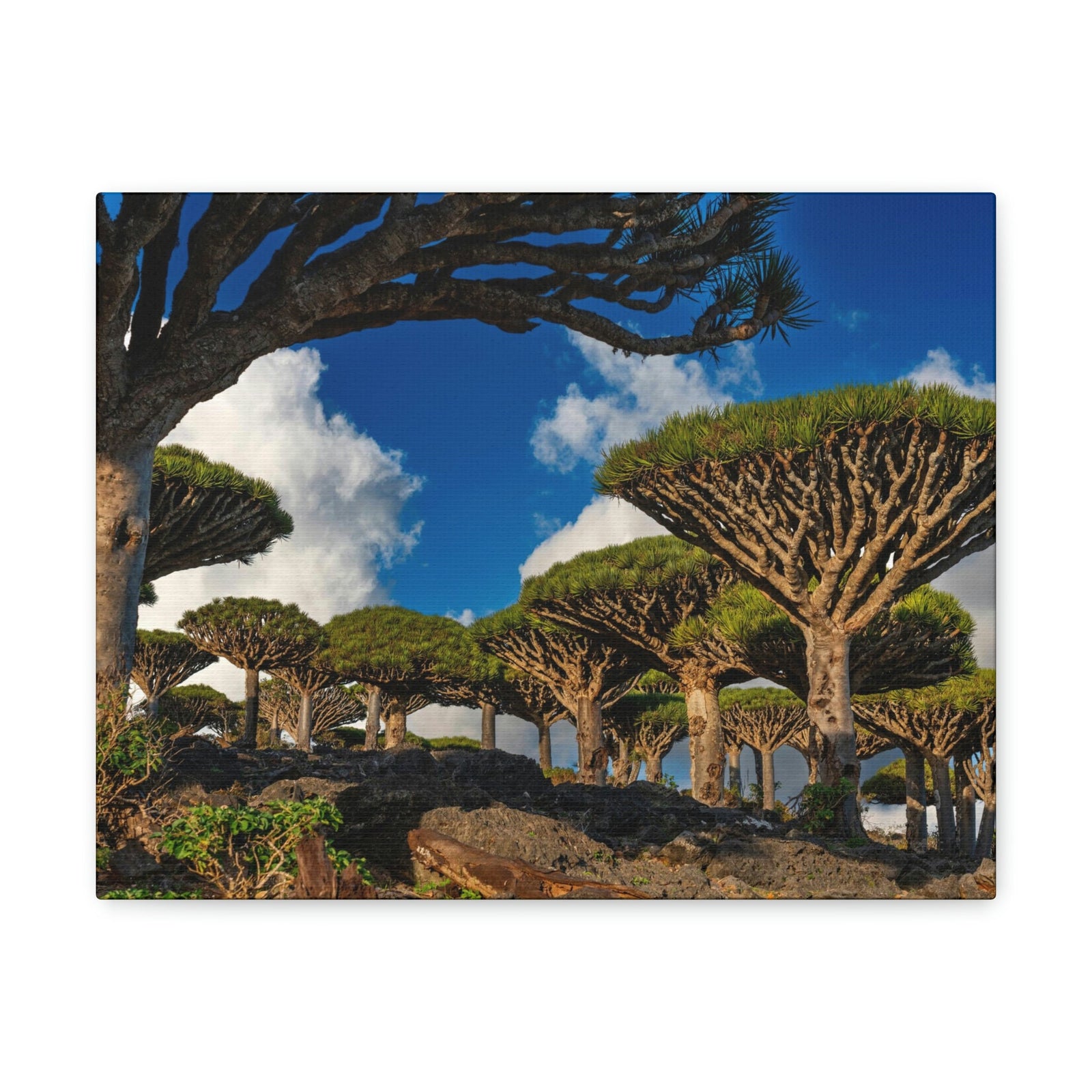 Forest Area With Lush Trees and Vegetation Scene Beautiful Amazing and Lovely Sea Beauty Nature Scene Big Mountains and Shore Wall Art Ready to Hang Unframed-Express Your Love Gifts