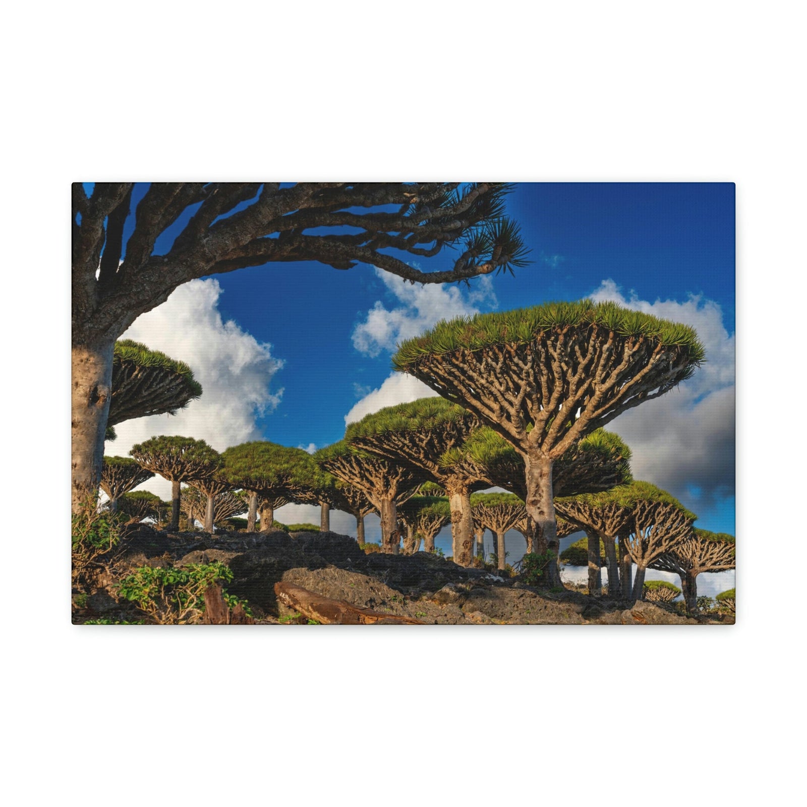 Forest Area With Lush Trees and Vegetation Scene Beautiful Amazing and Lovely Sea Beauty Nature Scene Big Mountains and Shore Wall Art Ready to Hang Unframed-Express Your Love Gifts