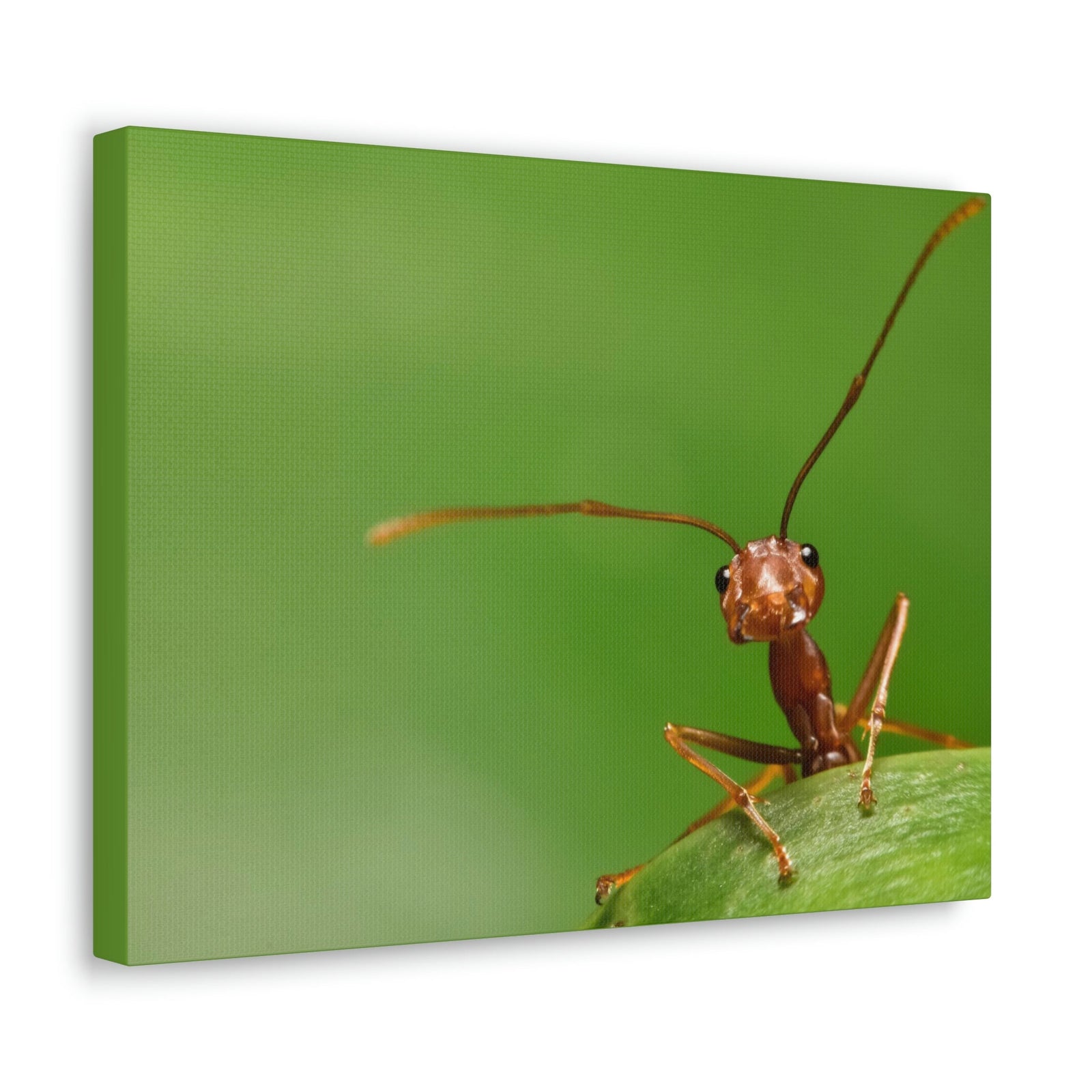 Funny Ant Silly Ant Outside Wall Art Ready to Hang Unframed-Express Your Love Gifts