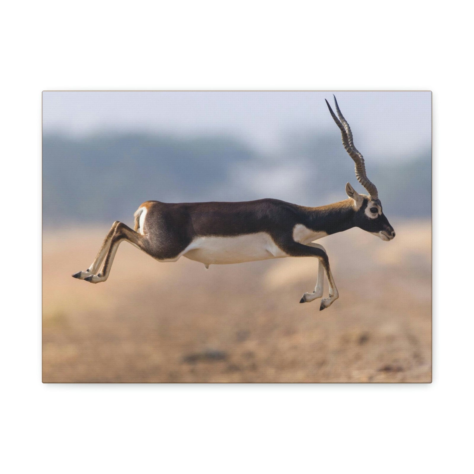 Funny Antelope Silly Antelope Outside Wall Art Ready to Hang Unframed-Express Your Love Gifts