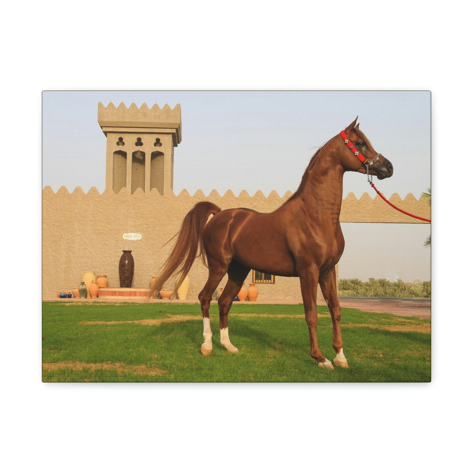 Funny Arab Horse Indoor Wall Art Ready to Hang Unframed-Express Your Love Gifts