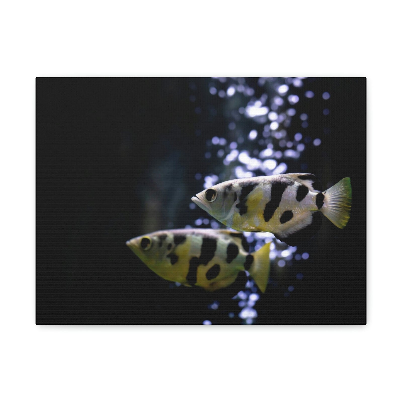 Funny Archer Fish Silly Archer Fish Couple Wall Art Ready to Hang Unframed-Express Your Love Gifts