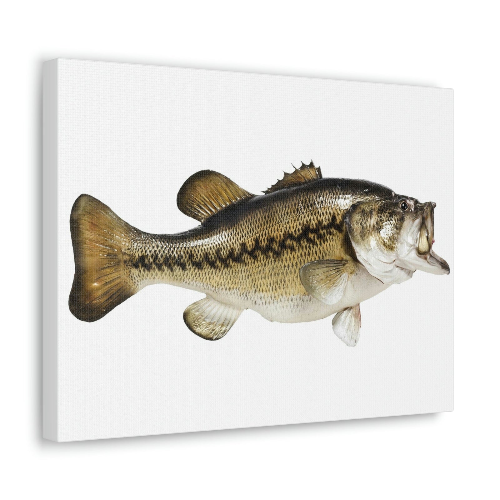 Scripture Walls Funny Isolated Bass Print Animal Wall Art Wildlife Canvas Prints Wall Art Ready to Hang Unframed-Express Your Love Gifts