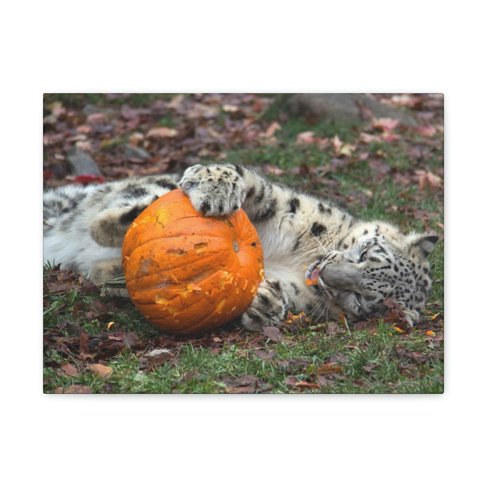 Funny Snow Leopard Silly Snow Leopard Outside Wall Art Ready to Hang Unframed-Express Your Love Gifts