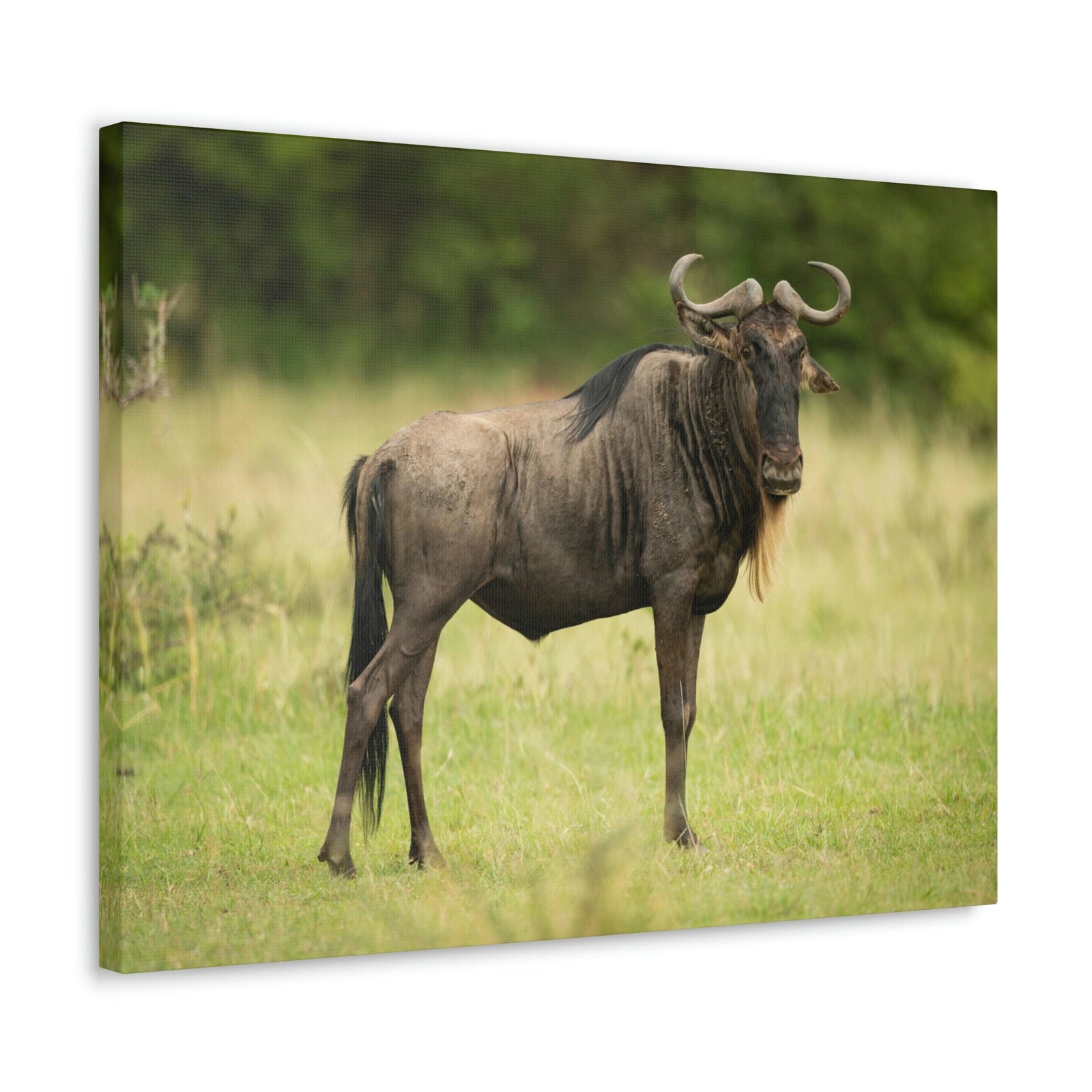 Funny Wildebeest Silly Wildebeest Scene Outdoor Wall Art Ready to Hang Unframed-Express Your Love Gifts