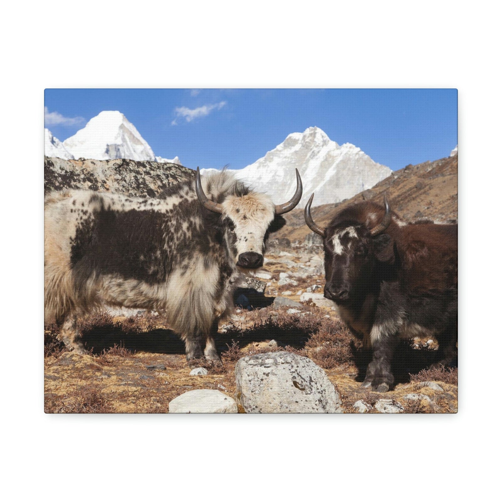 Funny Yak Silly Yak Scene Couple Wall Art Ready to Hang Unframed-Express Your Love Gifts