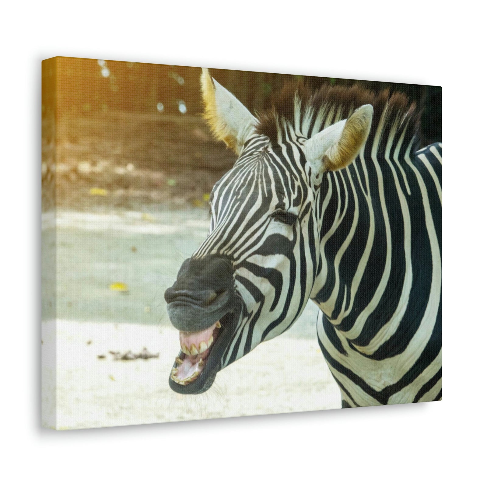 Funny Zebra Silly Zebra Scene Outside Wall Art Ready to Hang Unframed-Express Your Love Gifts