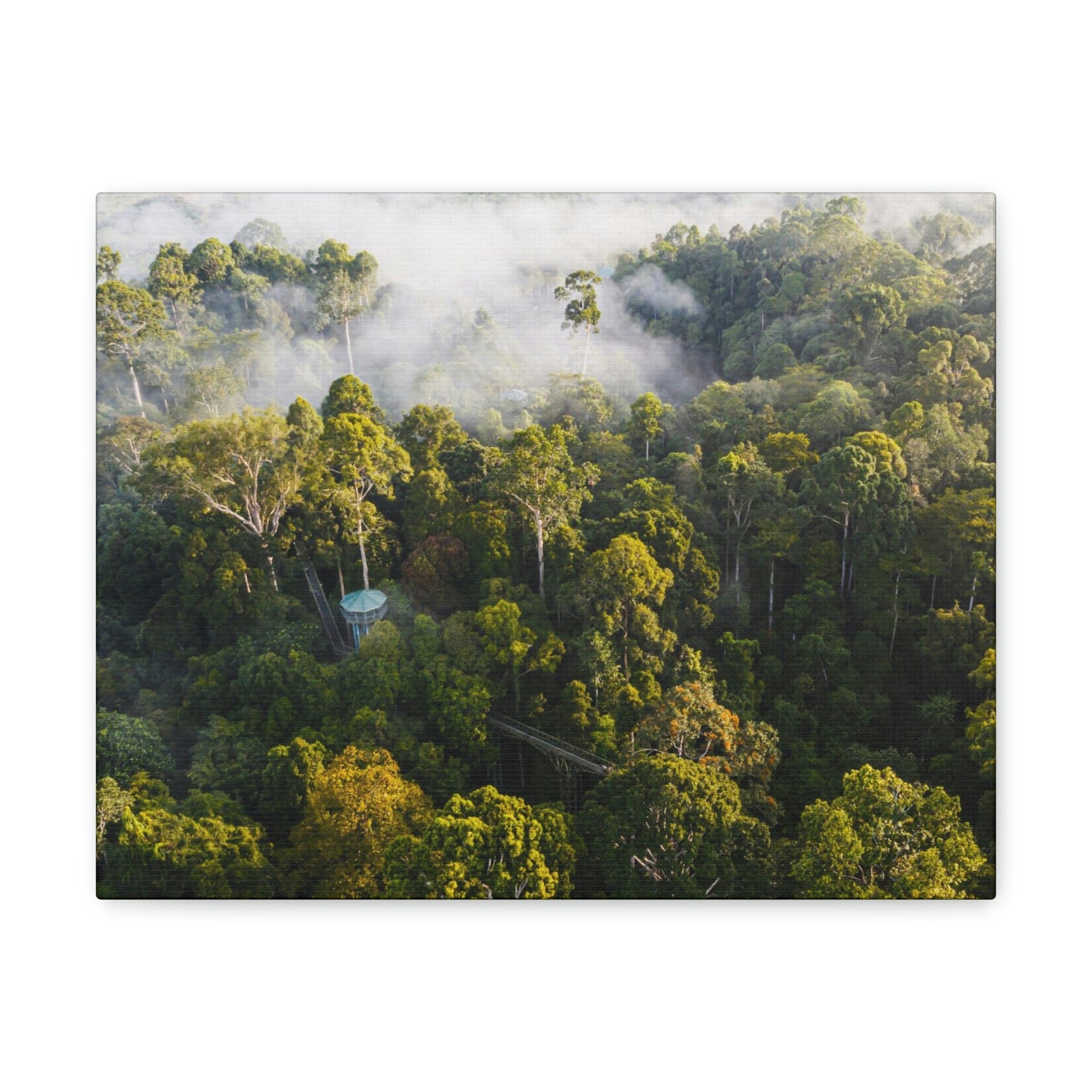Gorgeous Misty Rainforest Scene Beautiful Enthralling and Captivating Beauty Nature Scene Aerial View of Rainforest Wall Art Ready to Hang Unframed-Express Your Love Gifts
