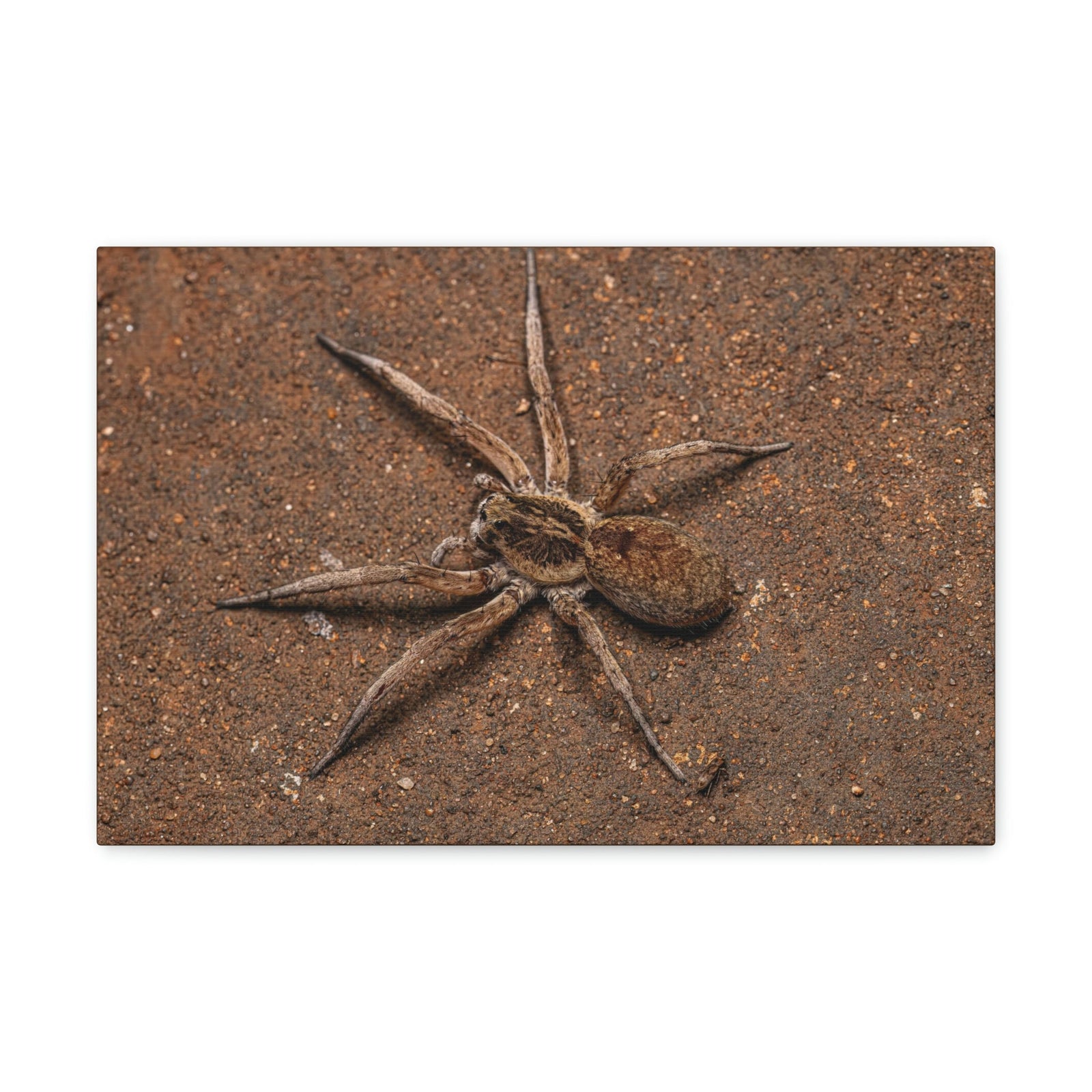 Scripture Walls Grandiose Adult Female Wolf Spider Print Animal Wall Art Wildlife Canvas Prints Wall Art Ready to Hang Unframed-Express Your Love Gifts