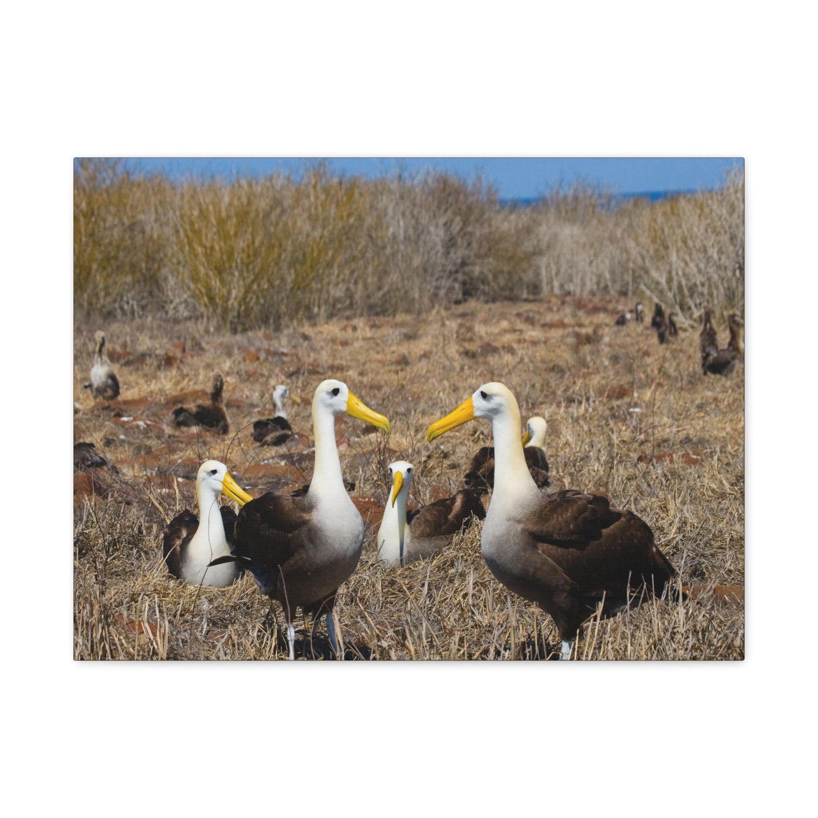 Group of Albatross Unframed-Express Your Love Gifts