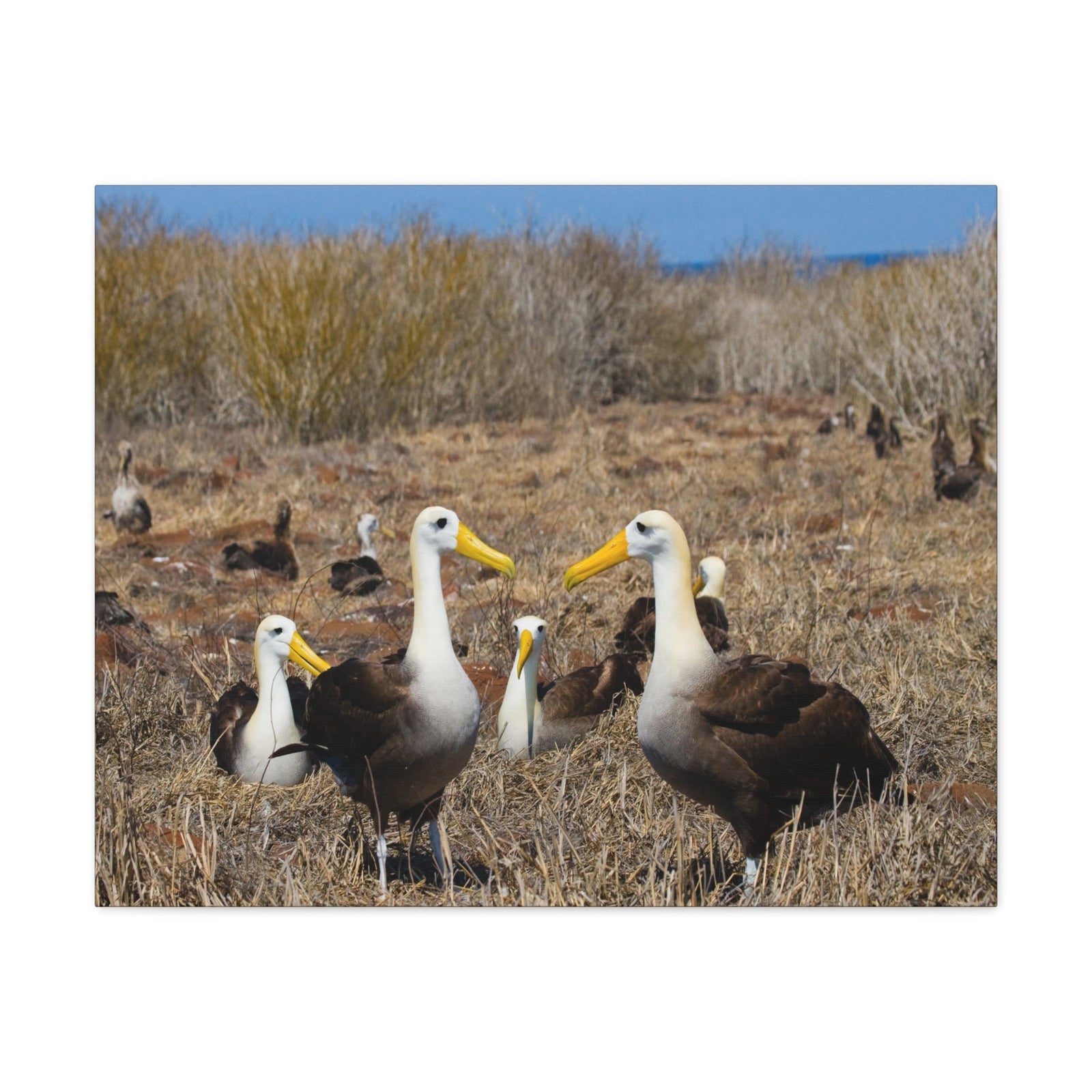 Group of Albatross Unframed-Express Your Love Gifts