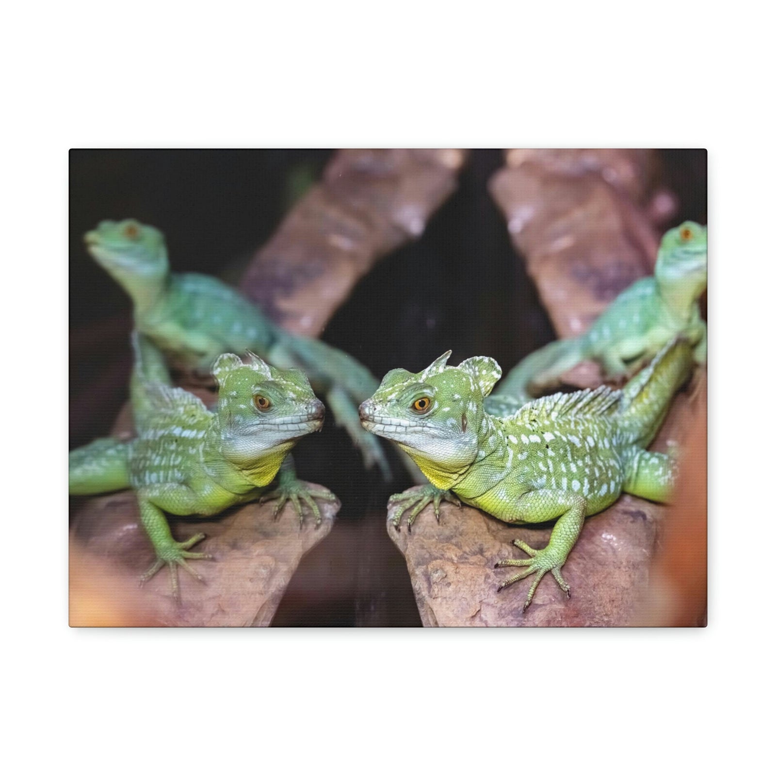 Scripture Walls Group of Helmet Bearing Basilisk Print Animal Wall Art Wildlife Canvas Prints Wall Art Ready to Hang Unframed-Express Your Love Gifts