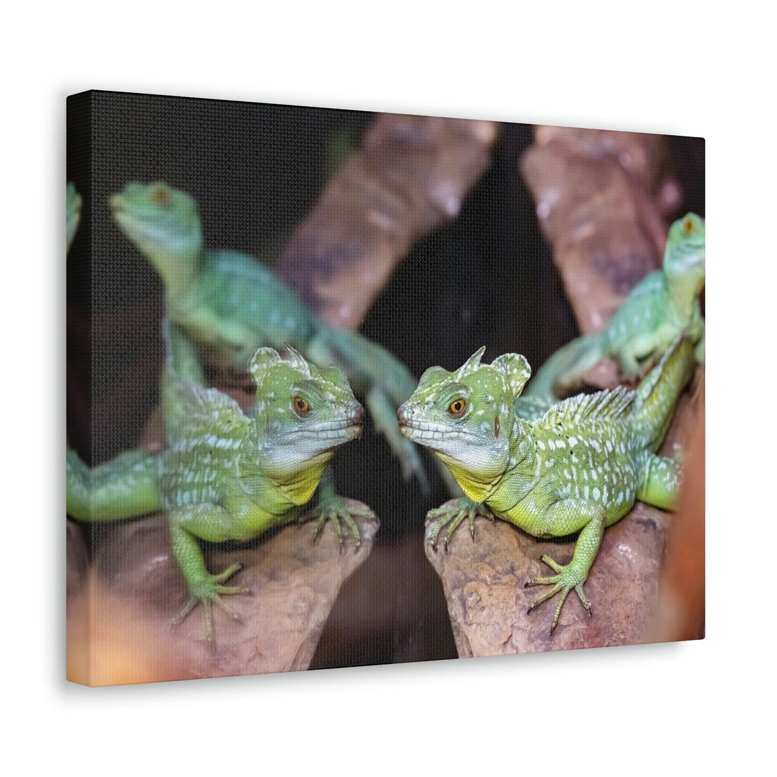 Scripture Walls Group of Helmet Bearing Basilisk Print Animal Wall Art Wildlife Canvas Prints Wall Art Ready to Hang Unframed-Express Your Love Gifts