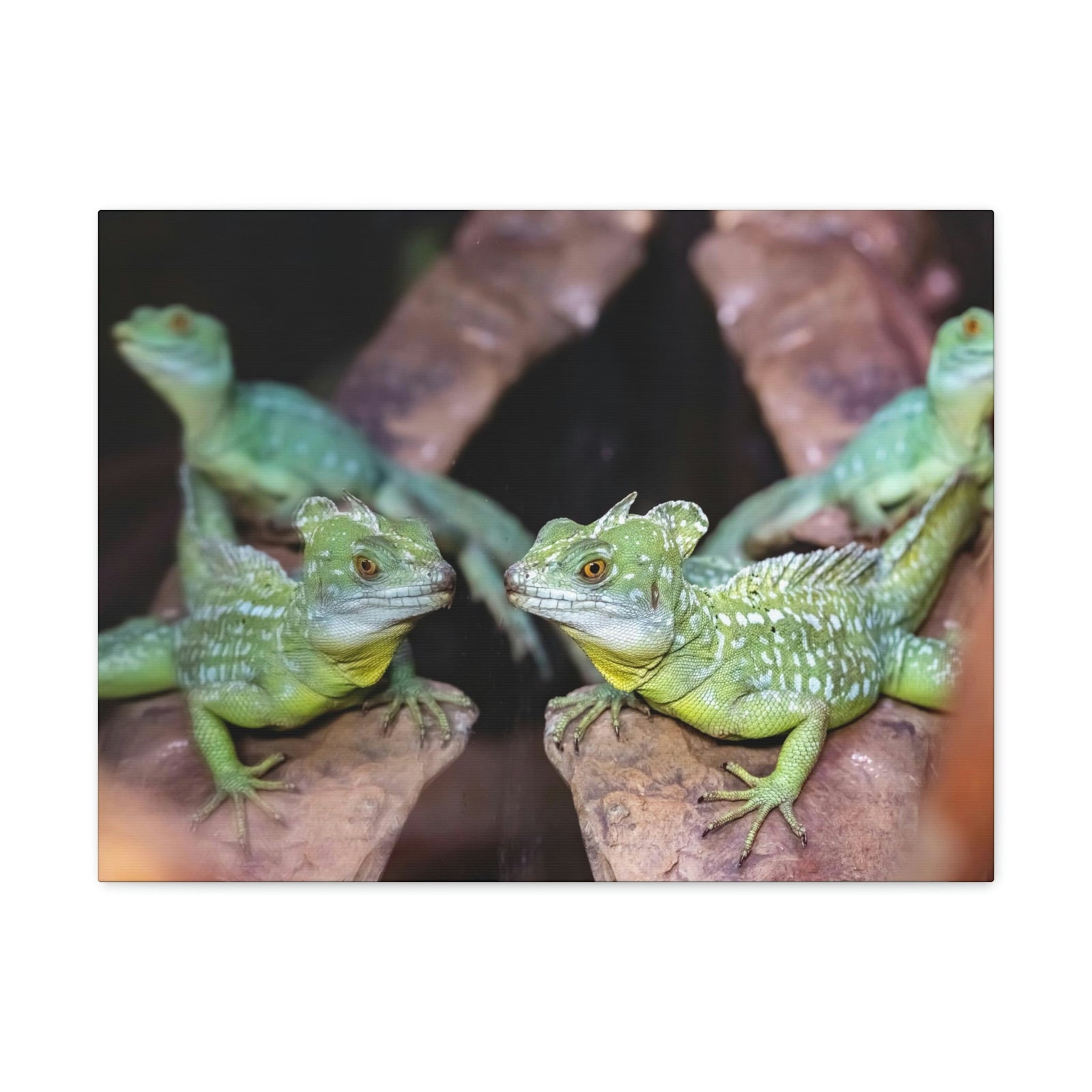 Scripture Walls Group of Helmet Bearing Basilisk Print Animal Wall Art Wildlife Canvas Prints Wall Art Ready to Hang Unframed-Express Your Love Gifts