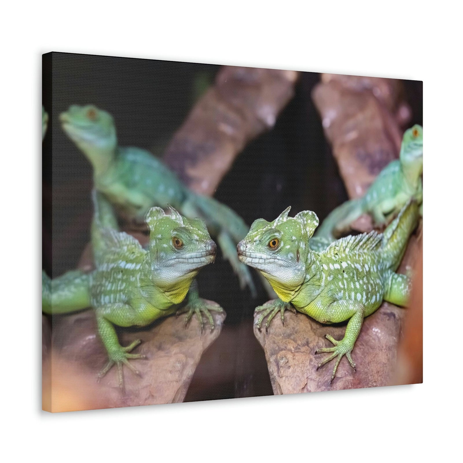 Scripture Walls Group of Helmet Bearing Basilisk Print Animal Wall Art Wildlife Canvas Prints Wall Art Ready to Hang Unframed-Express Your Love Gifts