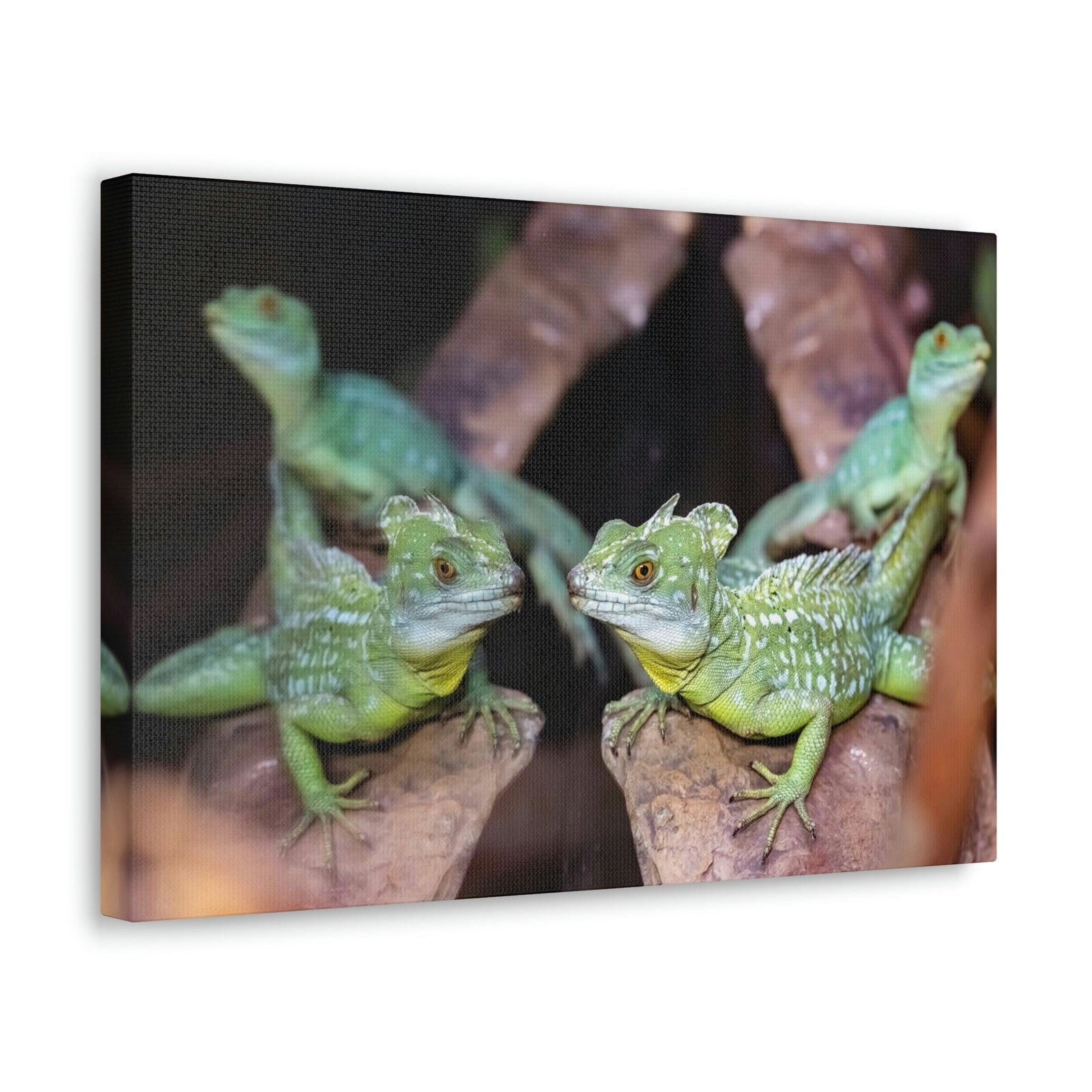 Scripture Walls Group of Helmet Bearing Basilisk Print Animal Wall Art Wildlife Canvas Prints Wall Art Ready to Hang Unframed-Express Your Love Gifts