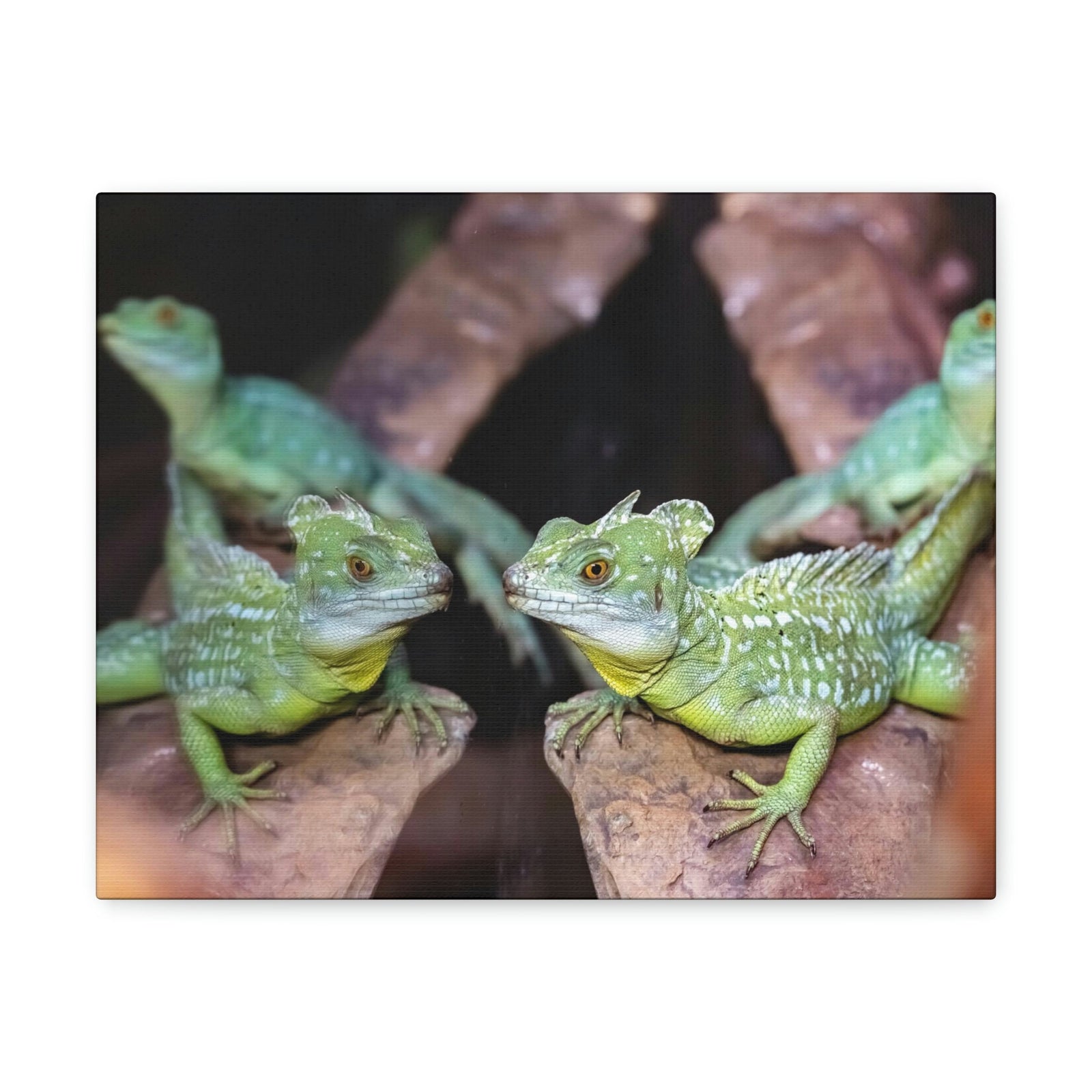 Scripture Walls Group of Helmet Bearing Basilisk Print Animal Wall Art Wildlife Canvas Prints Wall Art Ready to Hang Unframed-Express Your Love Gifts