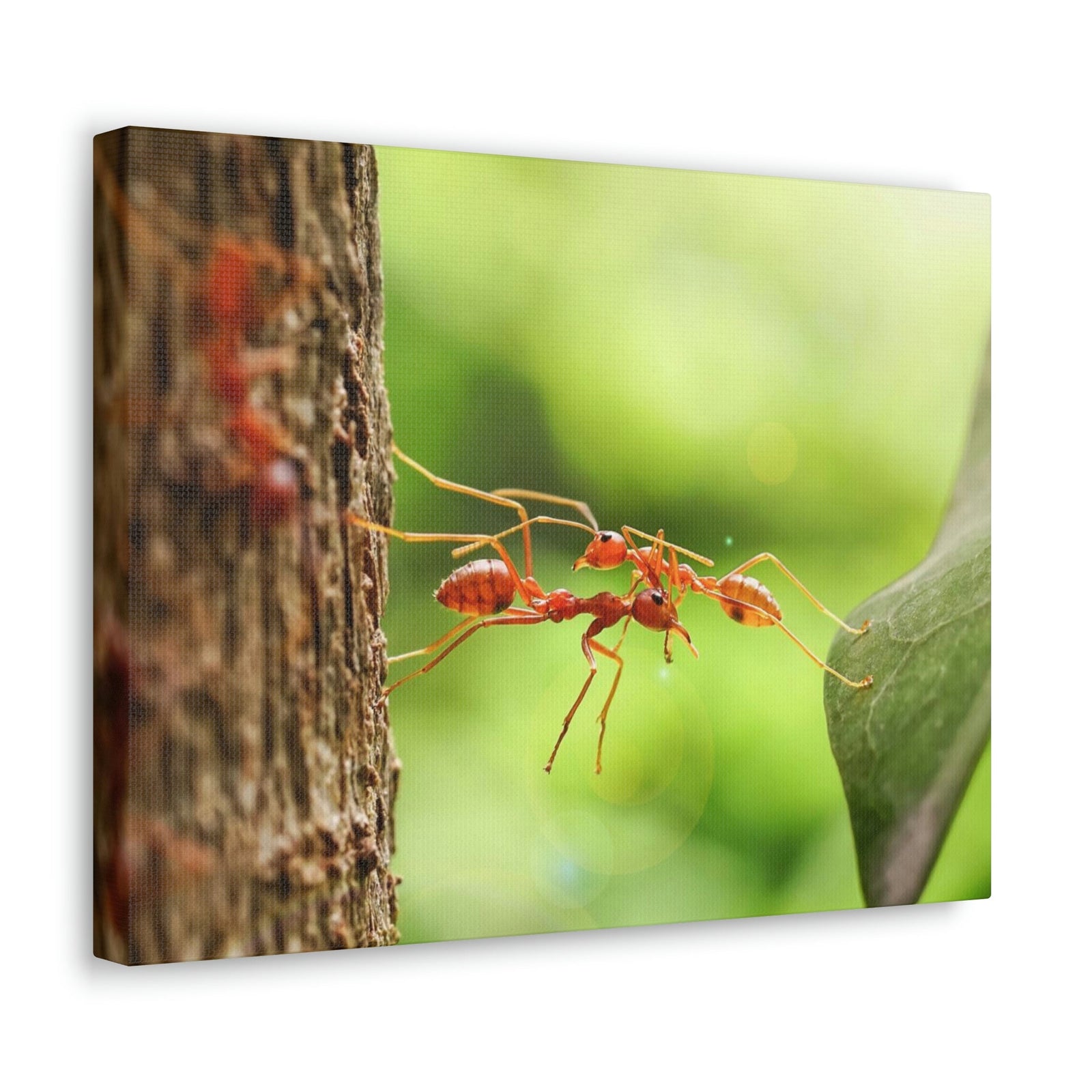 Happy Ant Couple Together Again Ant Outside Wall Art Ready To Hang Unframed-Express Your Love Gifts