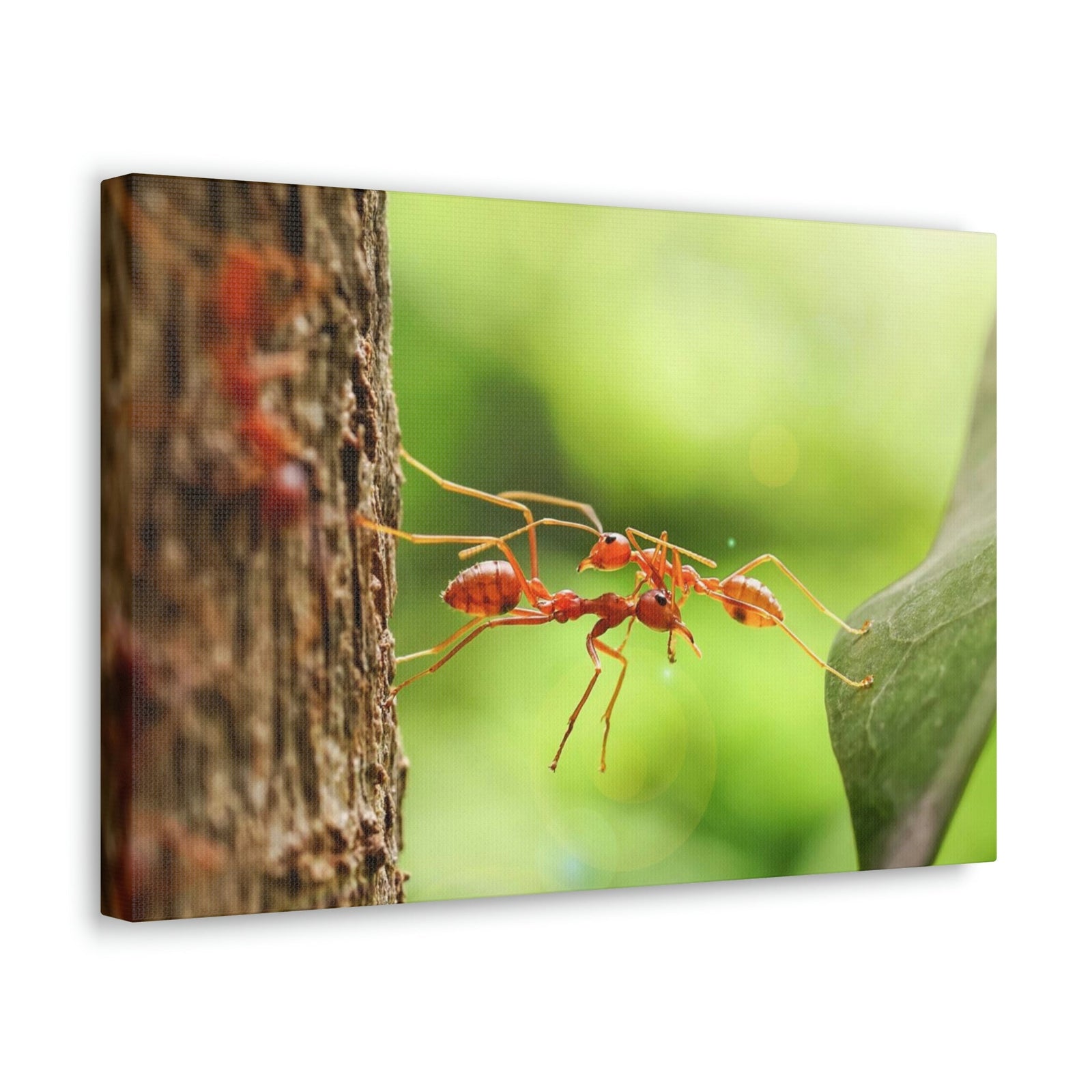 Happy Ant Couple Together Again Ant Outside Wall Art Ready To Hang Unframed-Express Your Love Gifts